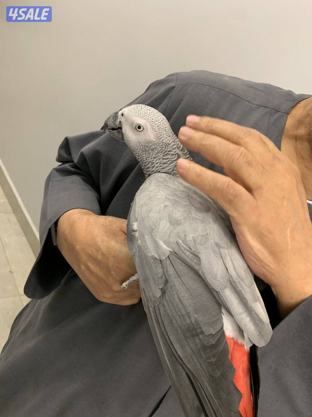 كاسكو هولندي4