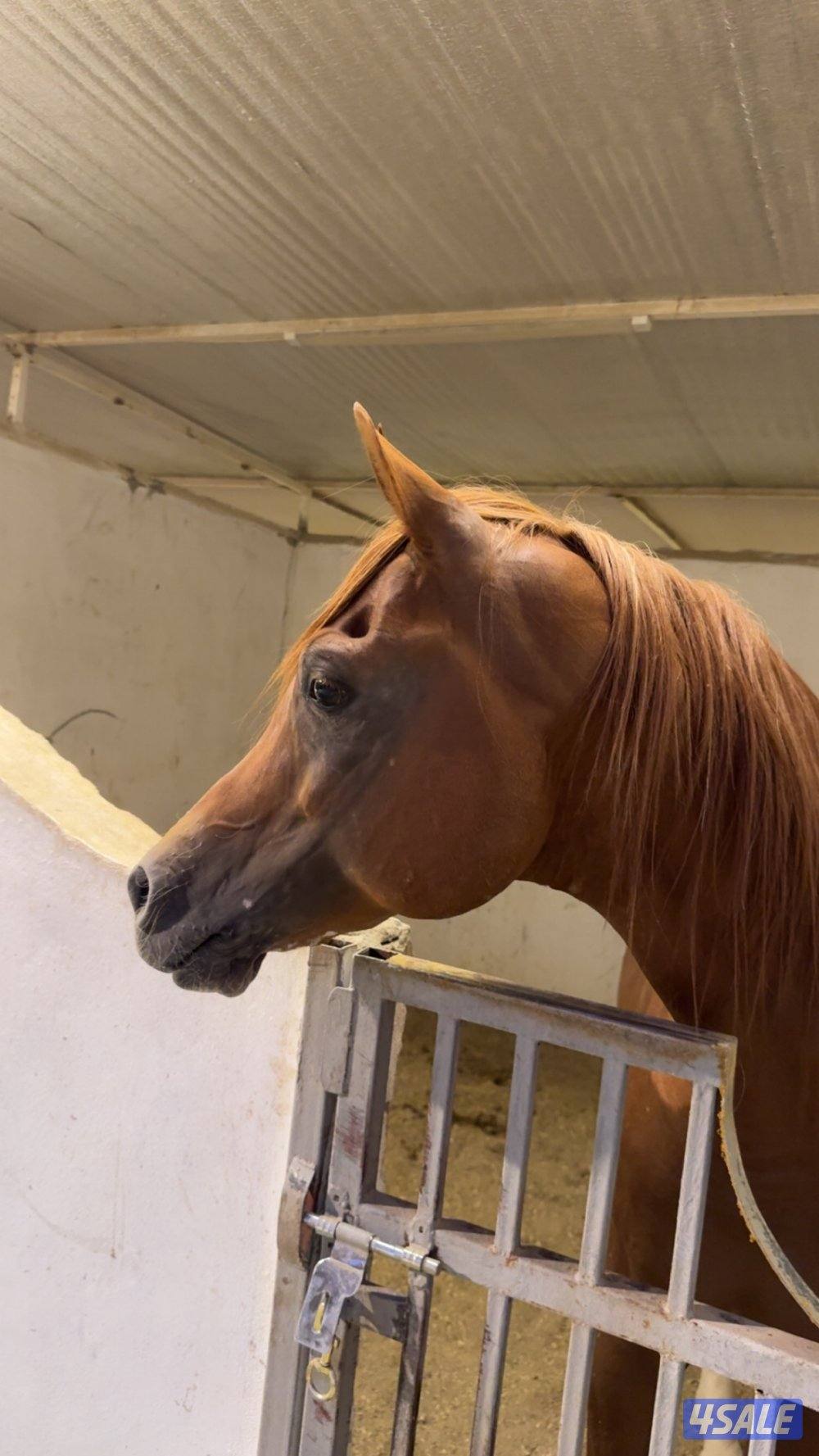 حصان بولش شيخ0