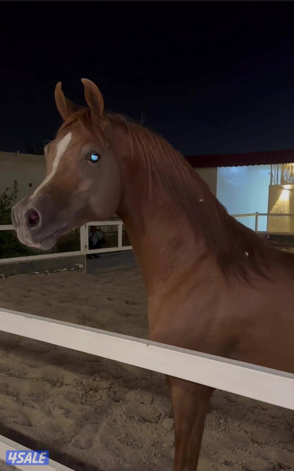 حصان بولش شيخ2