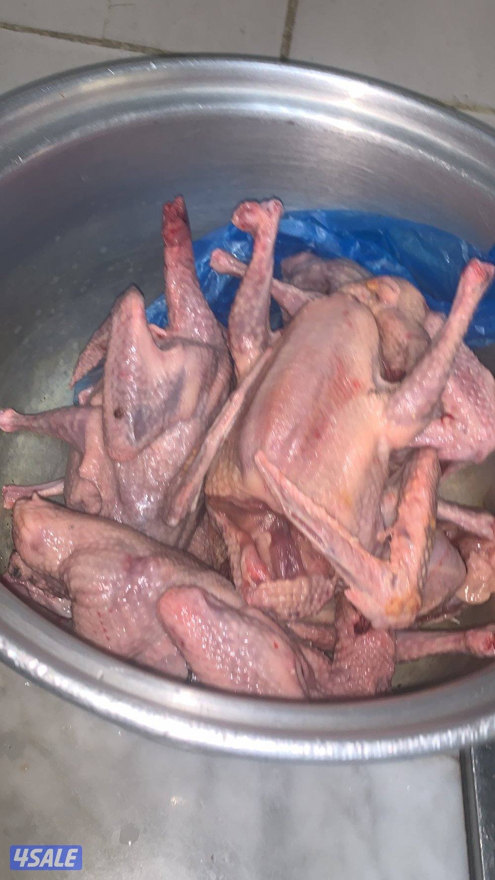 الوفرة قطعة ١0