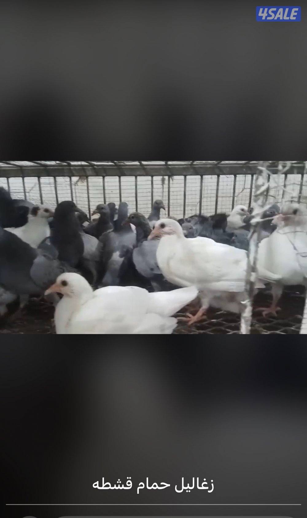 الوفرة قطعة ١1