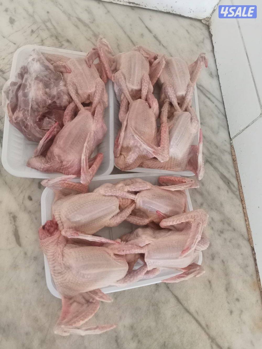 الوفرة قطعة ١2