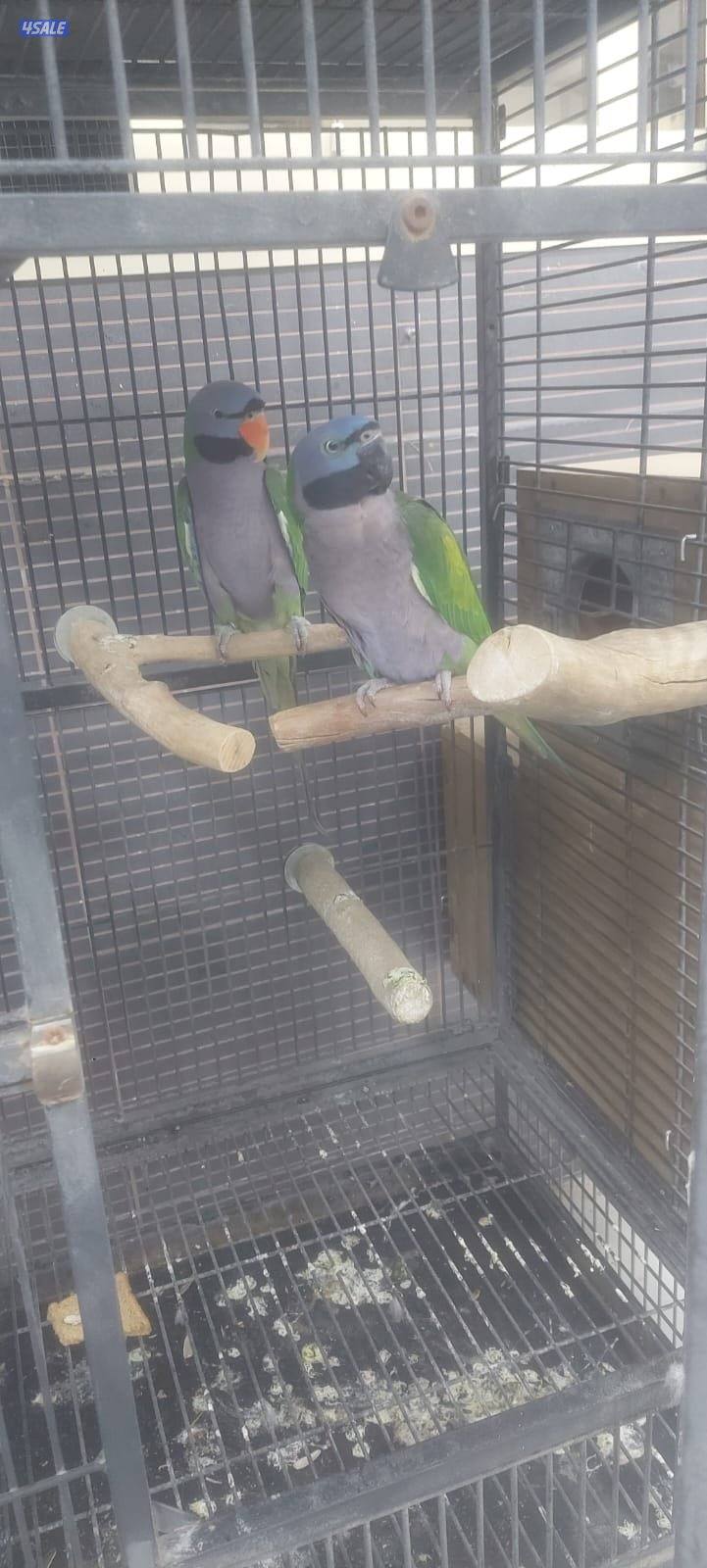 للبيع نوع من انواع البيبي متوه0