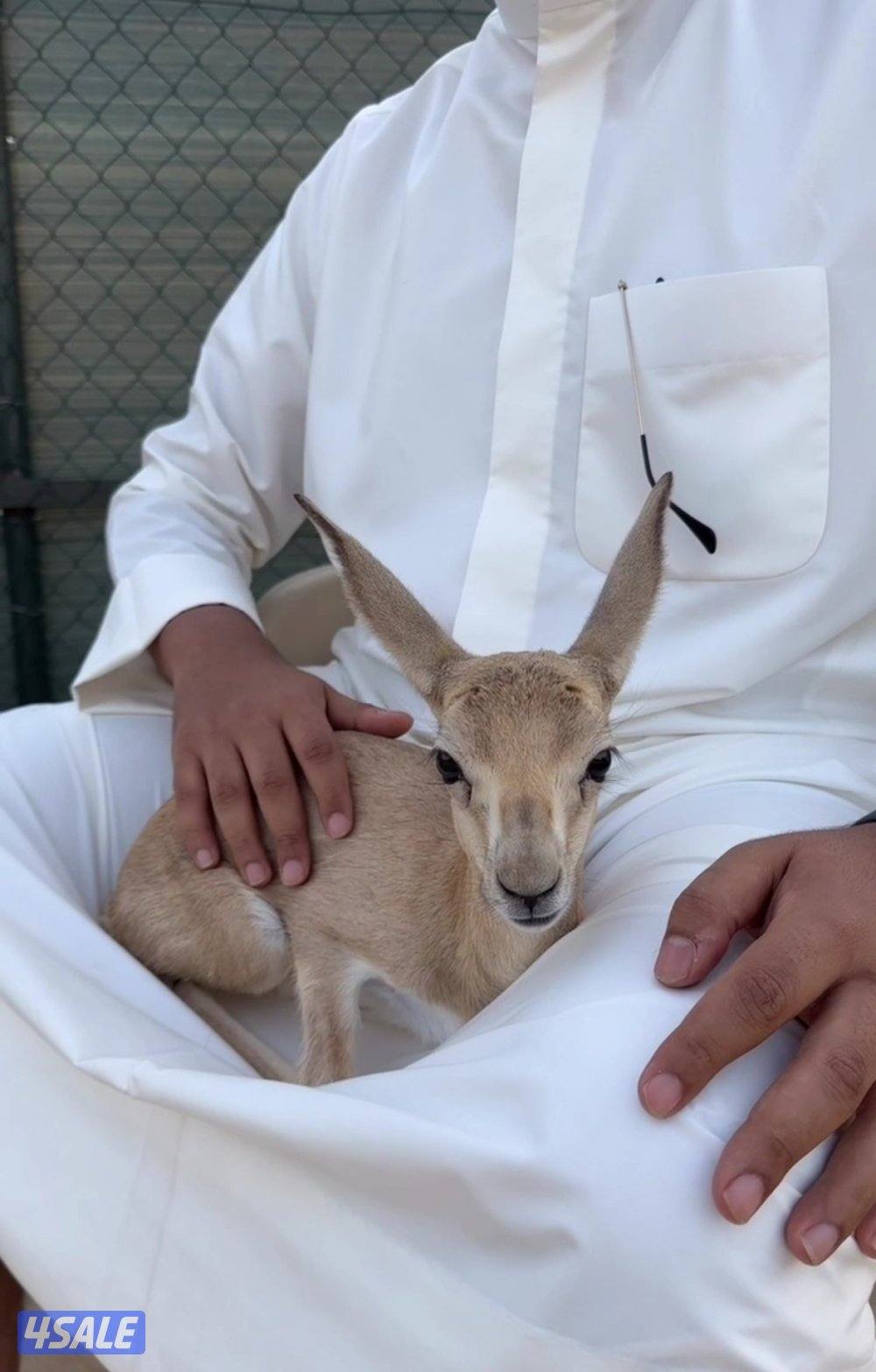 غزلان الريم0