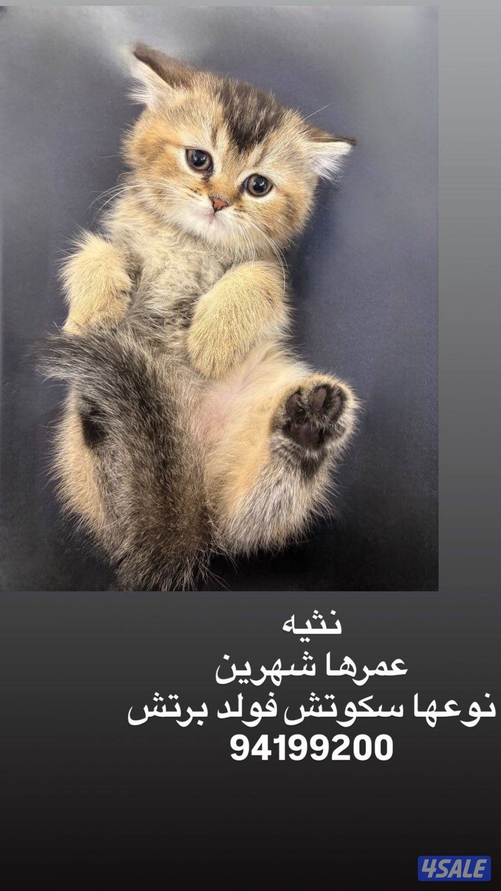 قطة (كيتن) للبيع0