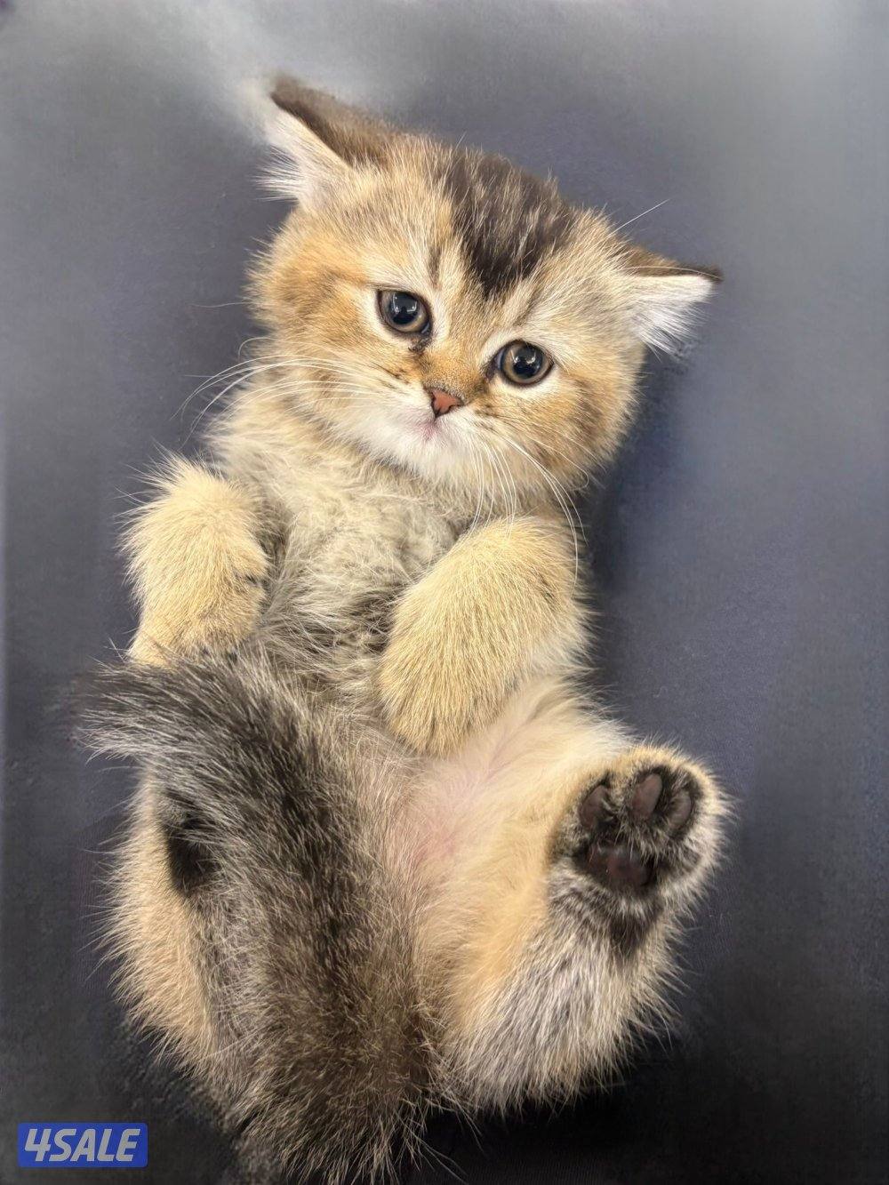 قطة (كيتن) للبيع2