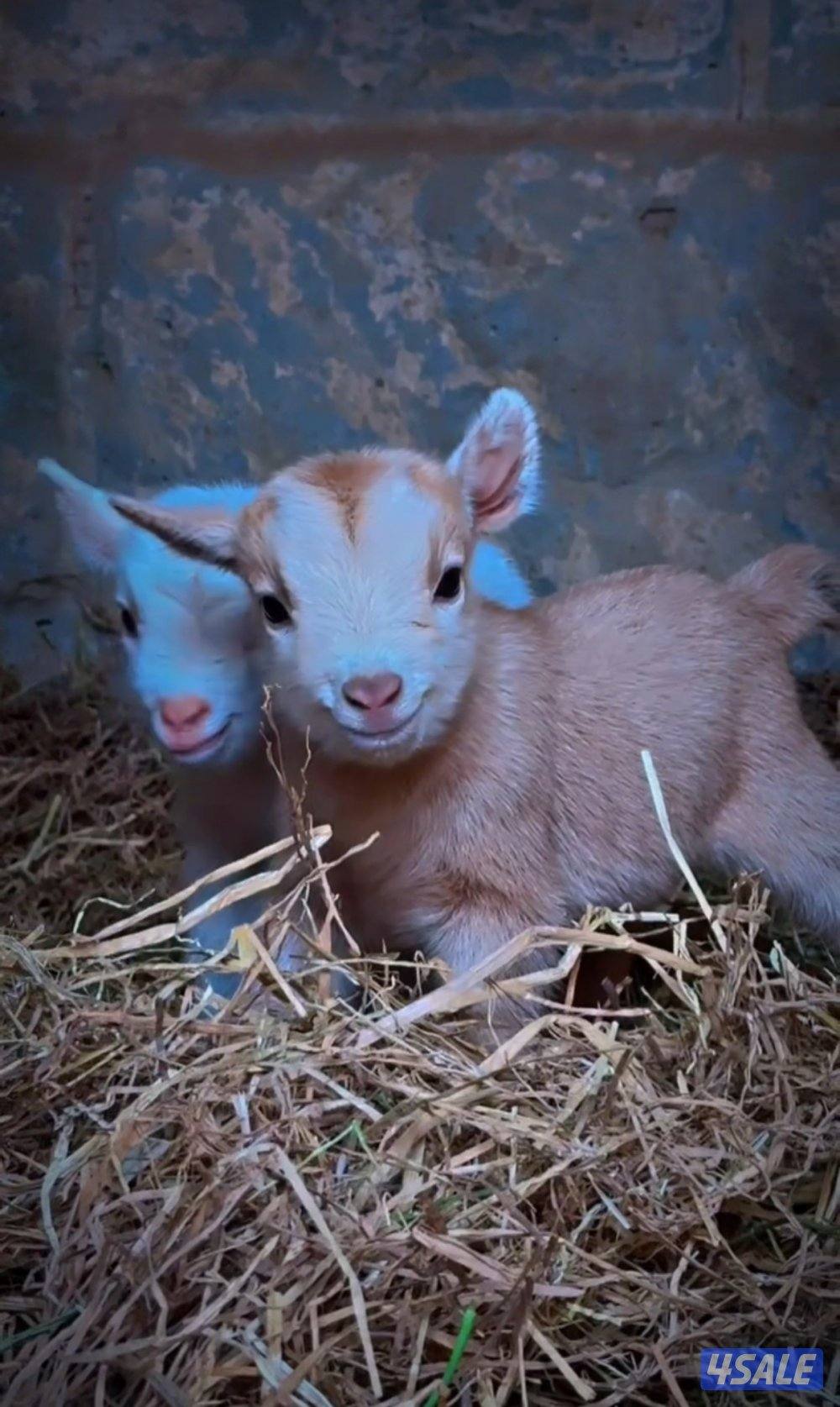 الماعز القزم بصحه ممتازه0