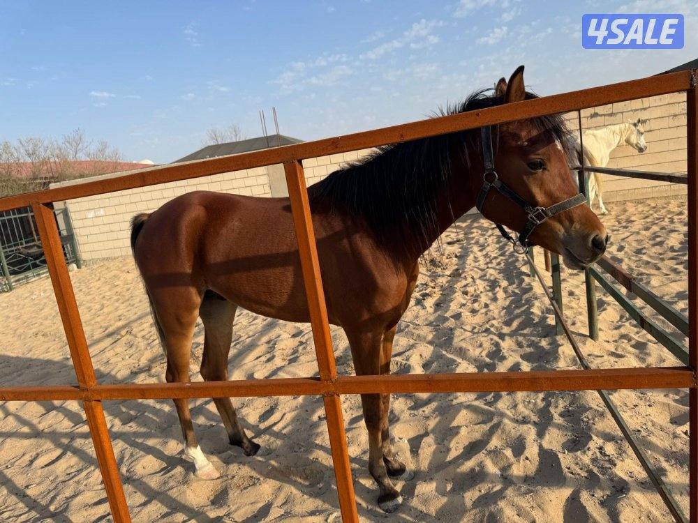 حصان عربي بلدي1