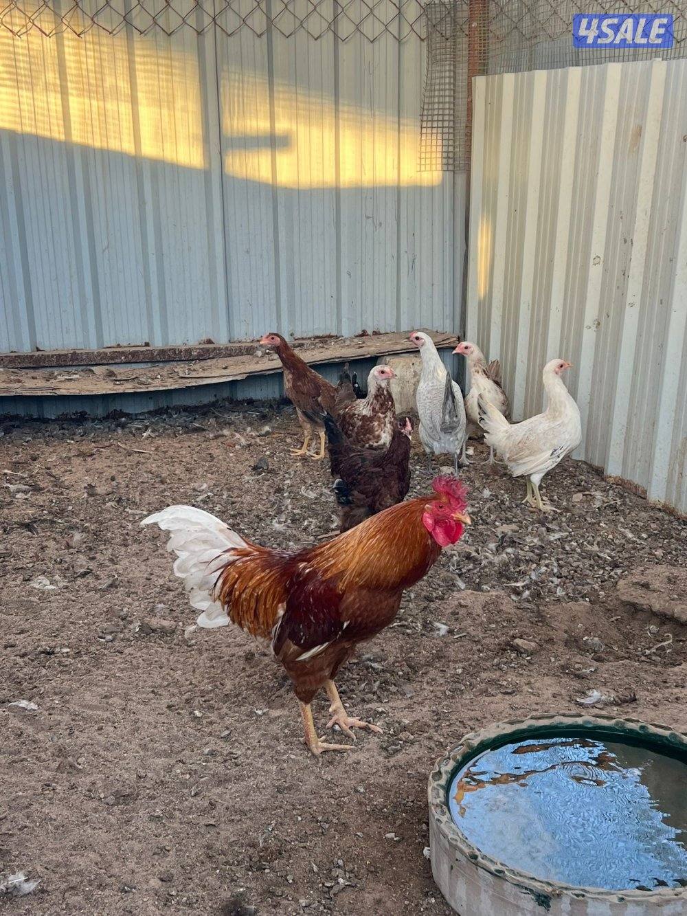 دجاج عربي قراب بيض🔥0