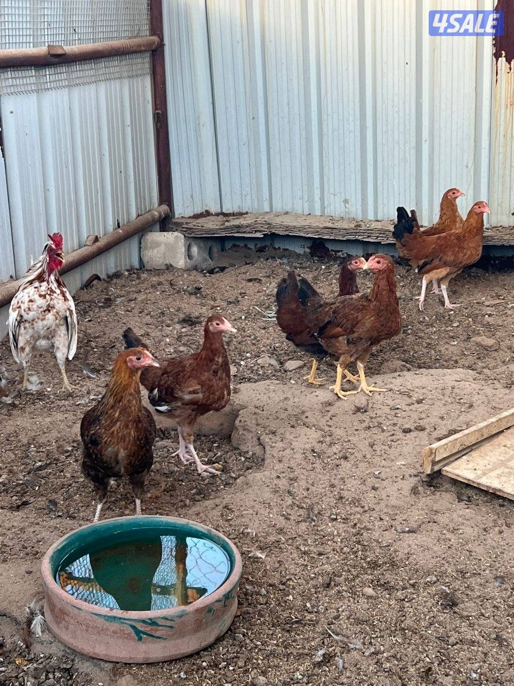 دجاج عربي قراب بيض🔥1