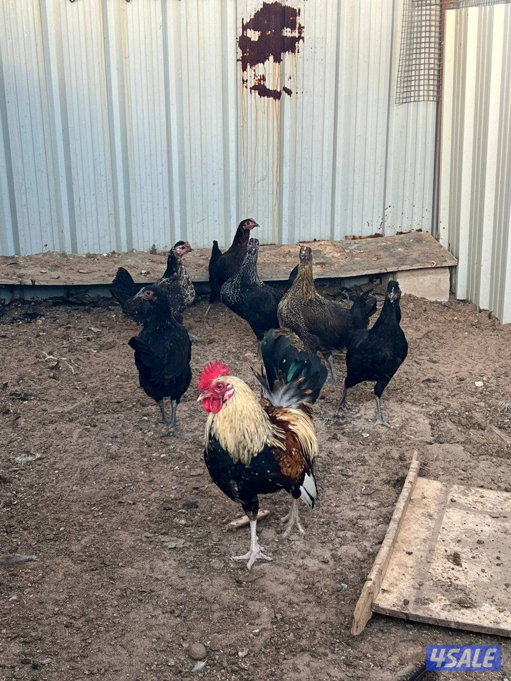 دجاج عربي قراب بيض🔥2