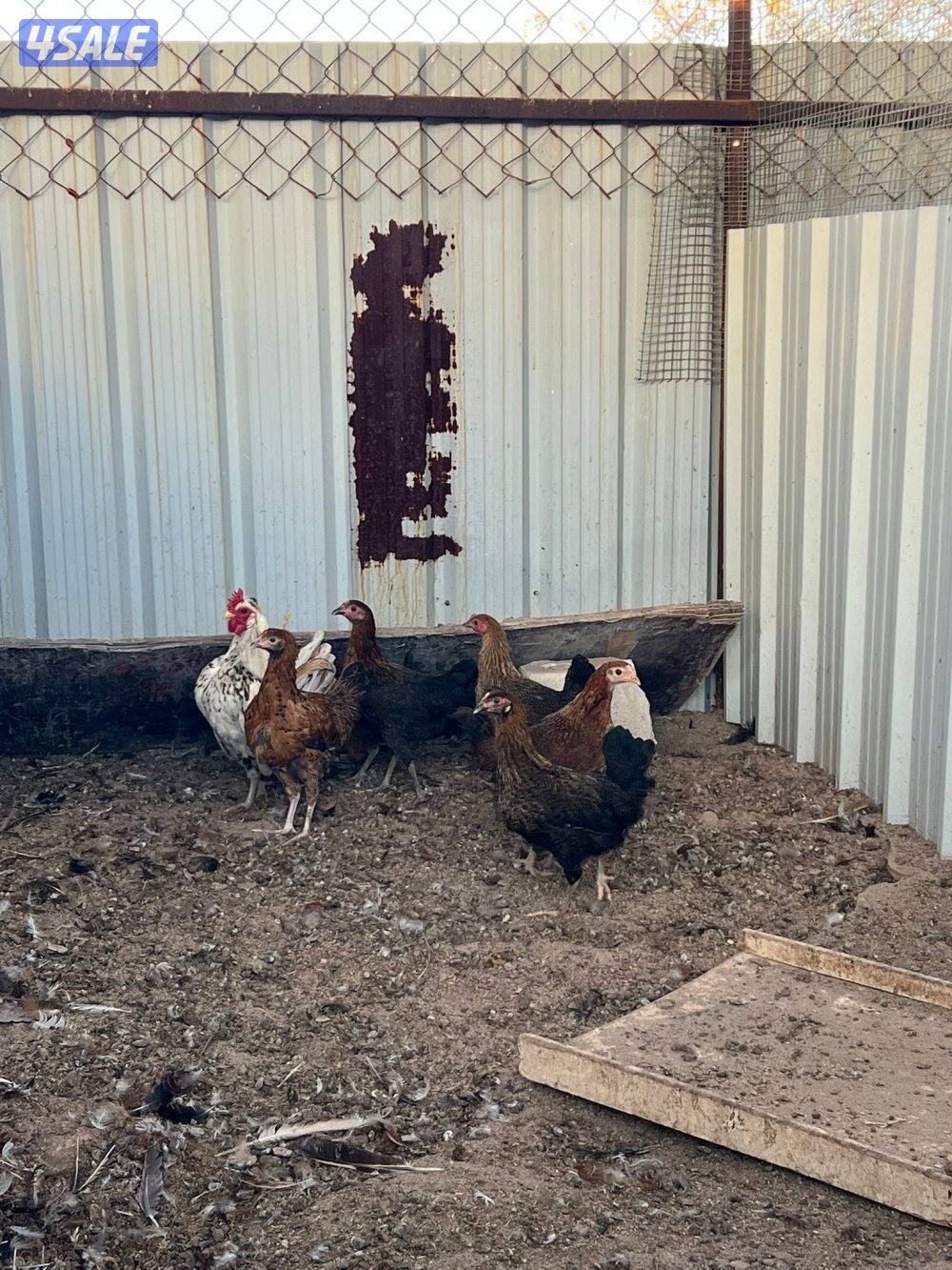 دجاج عربي قراب بيض🔥3