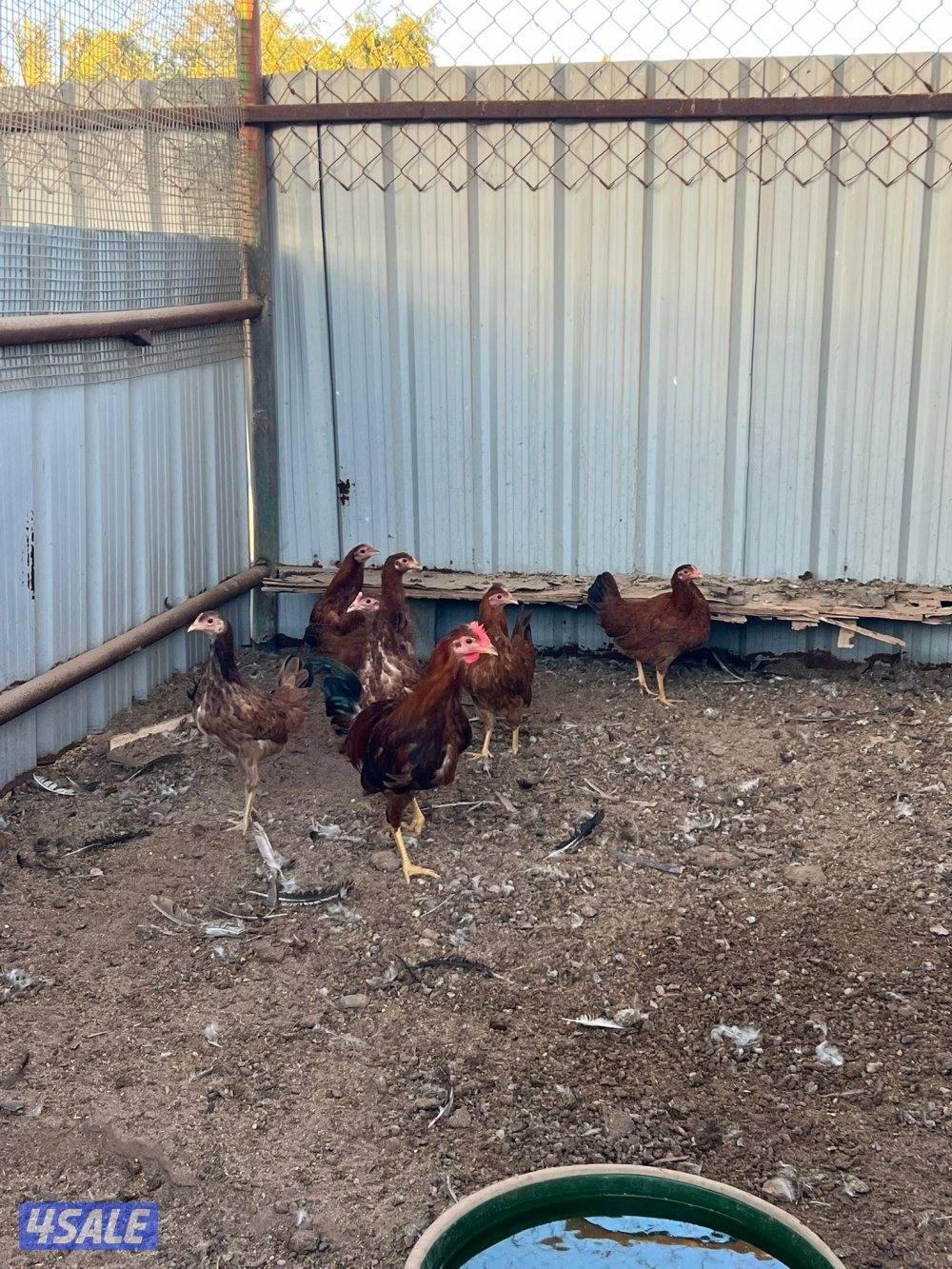 دجاج عربي قراب بيض🔥4