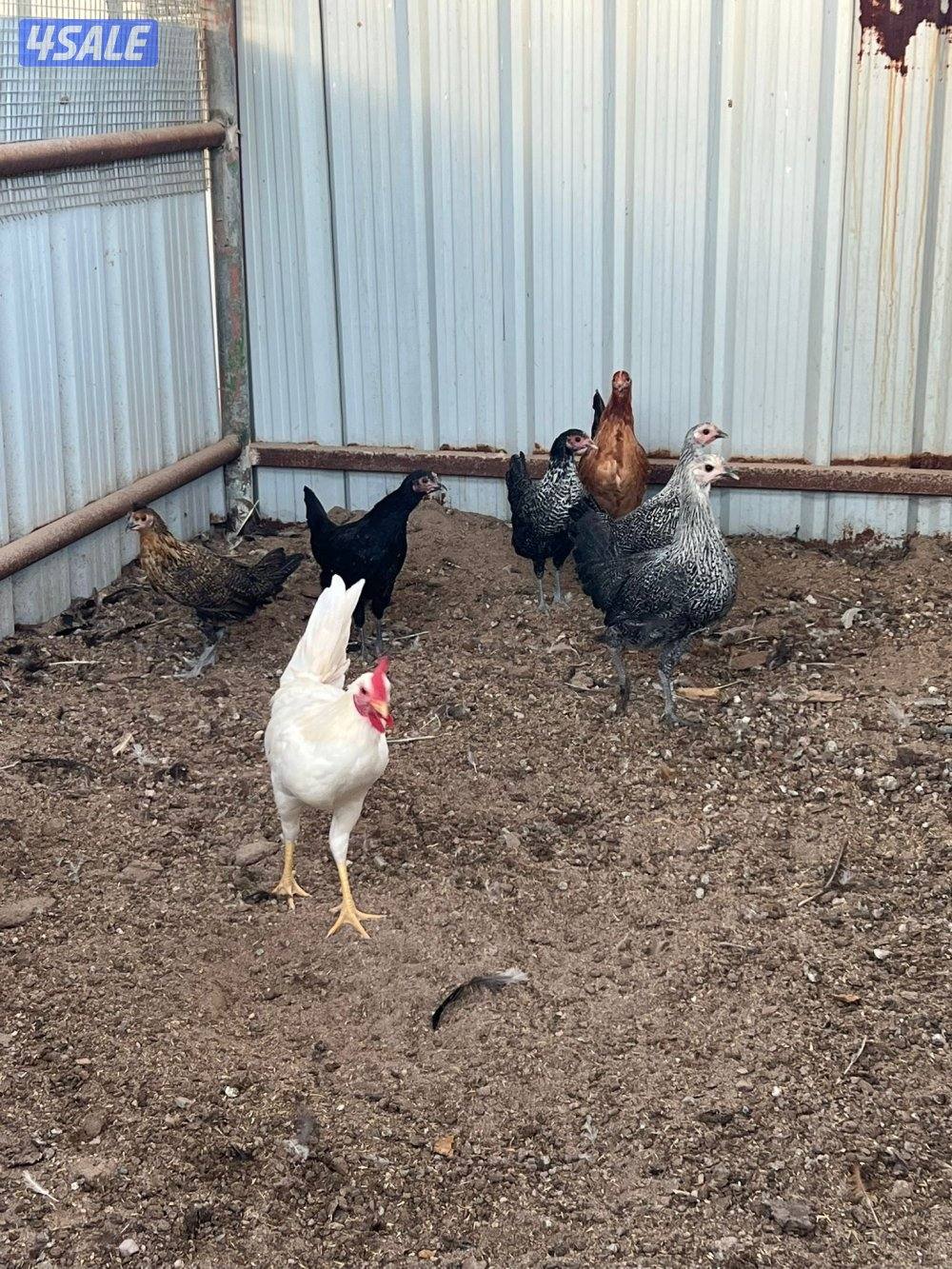 دجاج عربي قراب بيض🔥5