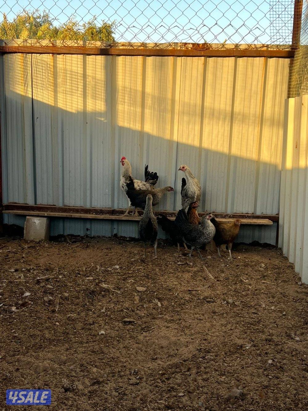 دجاج عربي قراب بيض🔥6