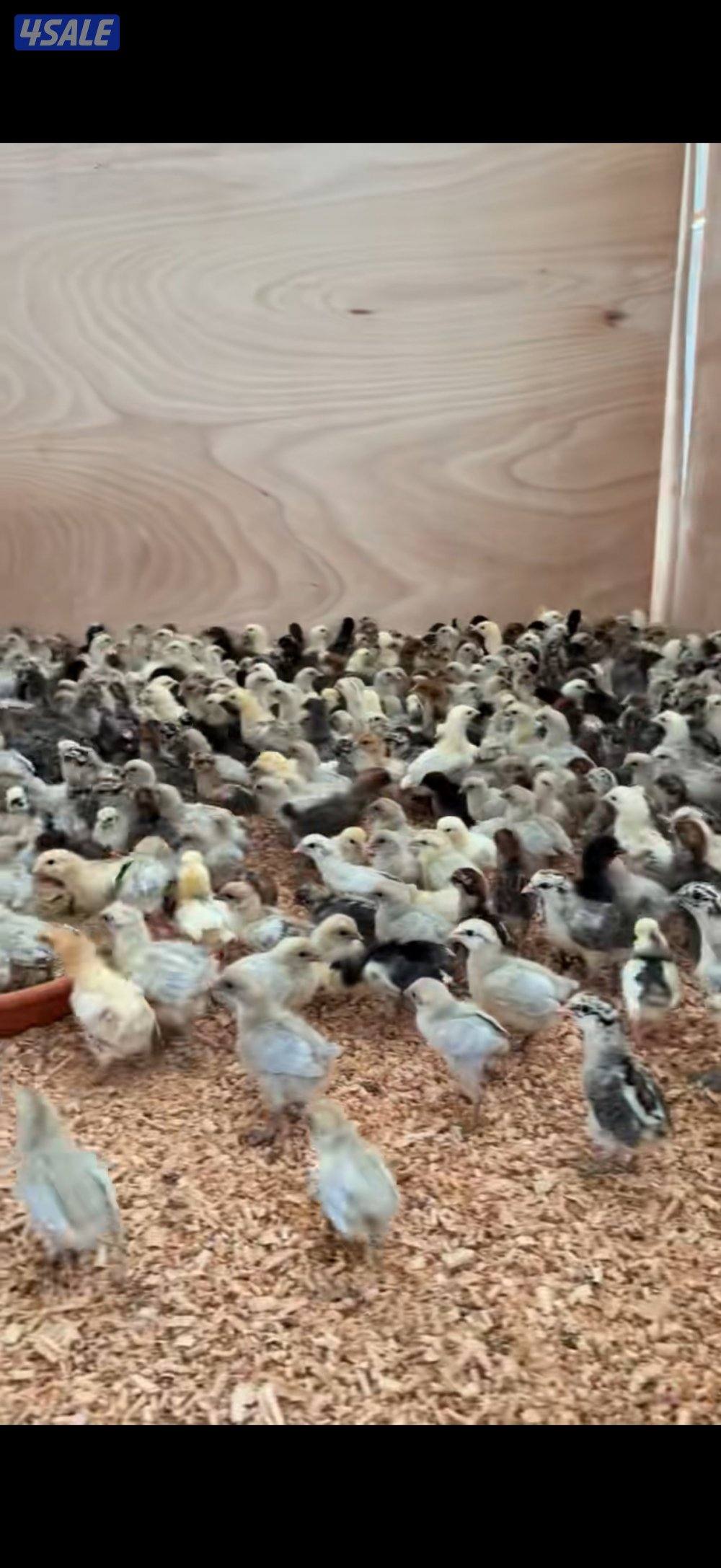 صيصان عربي الوان وعقارب0