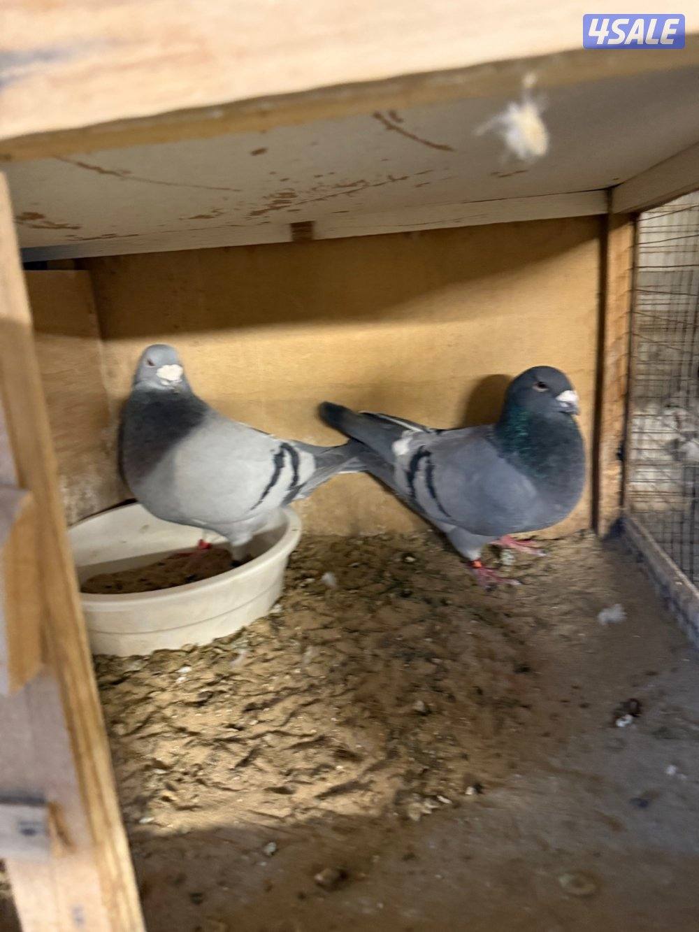 حمام بلجيكي جامبو ازواج العدد ١٢٥0