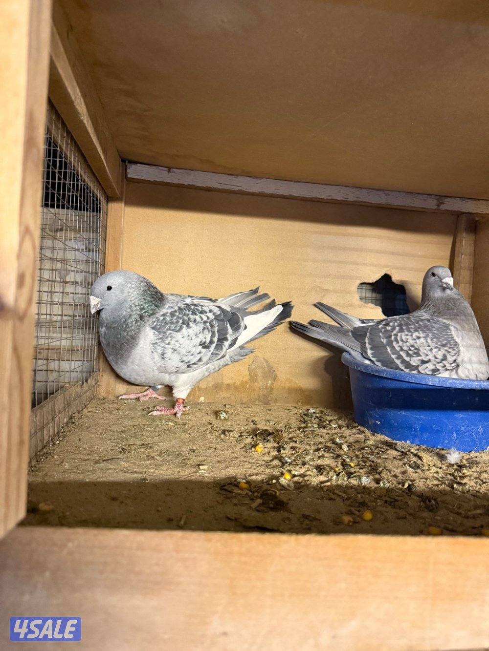 حمام بلجيكي جامبو ازواج العدد ١٢٥1