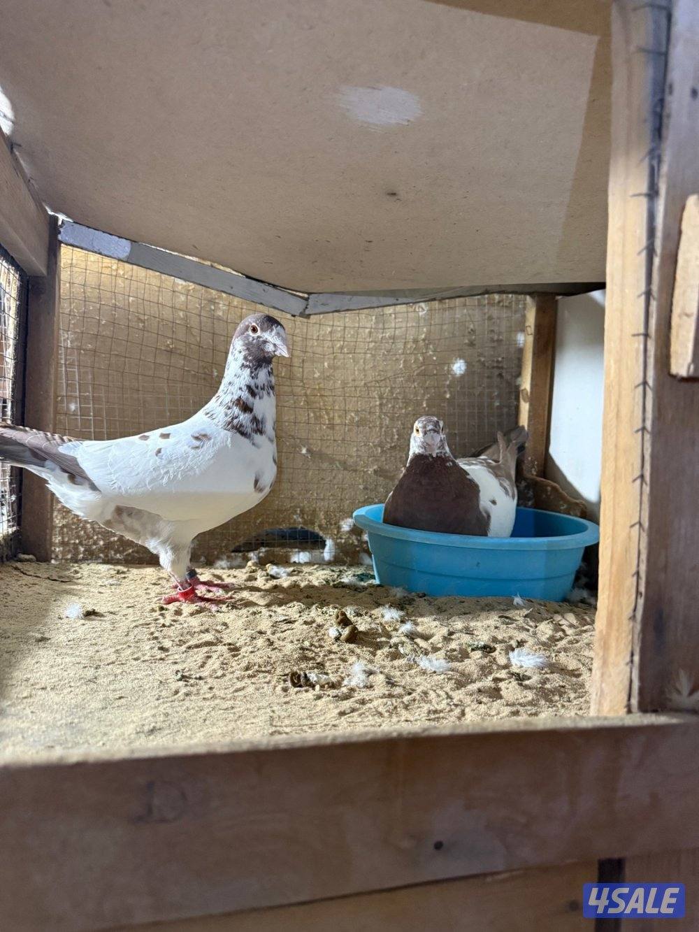 حمام بلجيكي جامبو ازواج العدد ١٢٥3