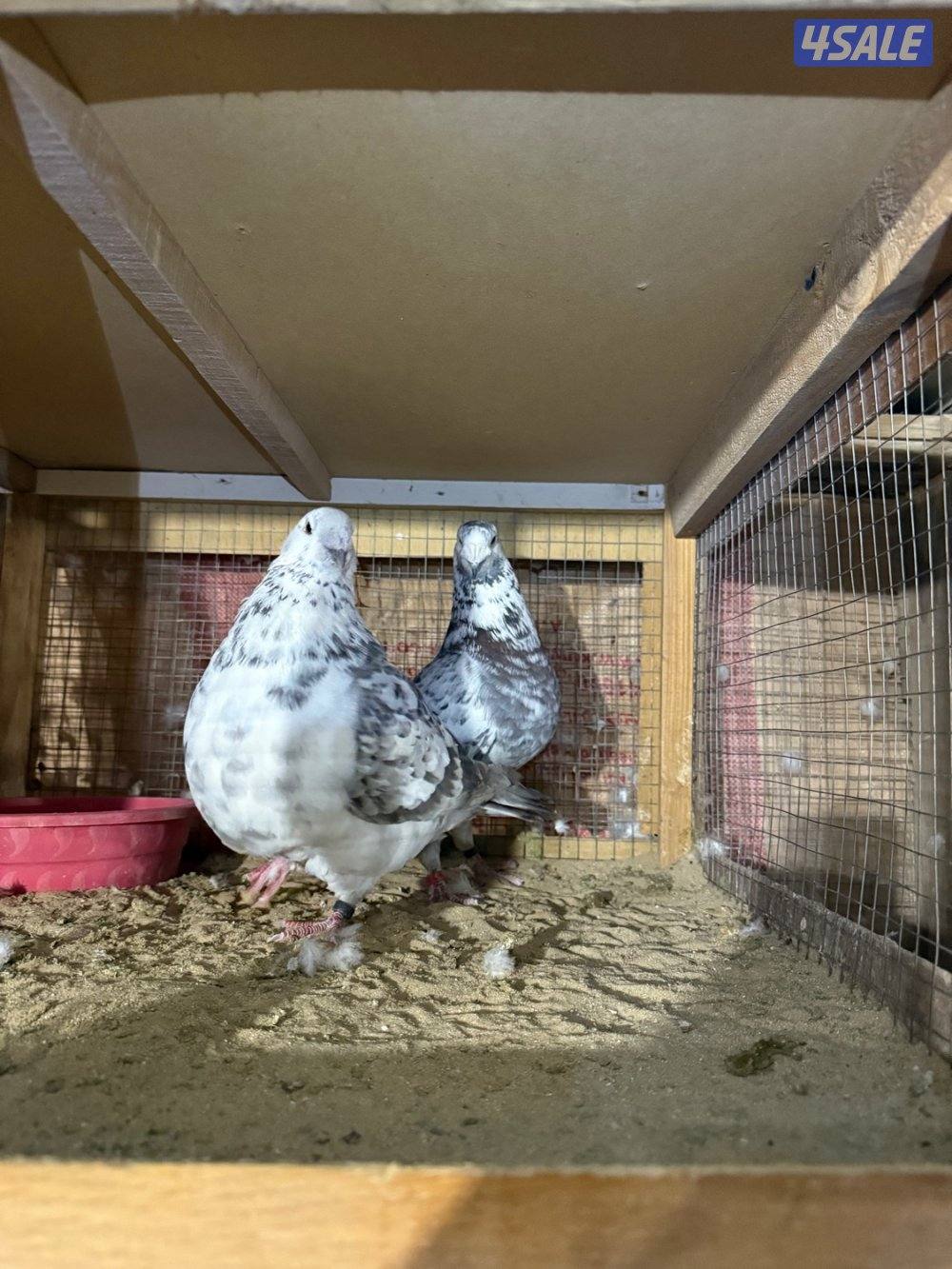 حمام بلجيكي جامبو ازواج العدد ١٢٥4