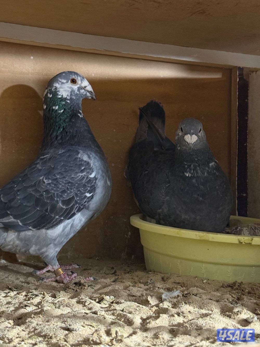 حمام بلجيكي جامبو ازواج العدد ١٢٥5