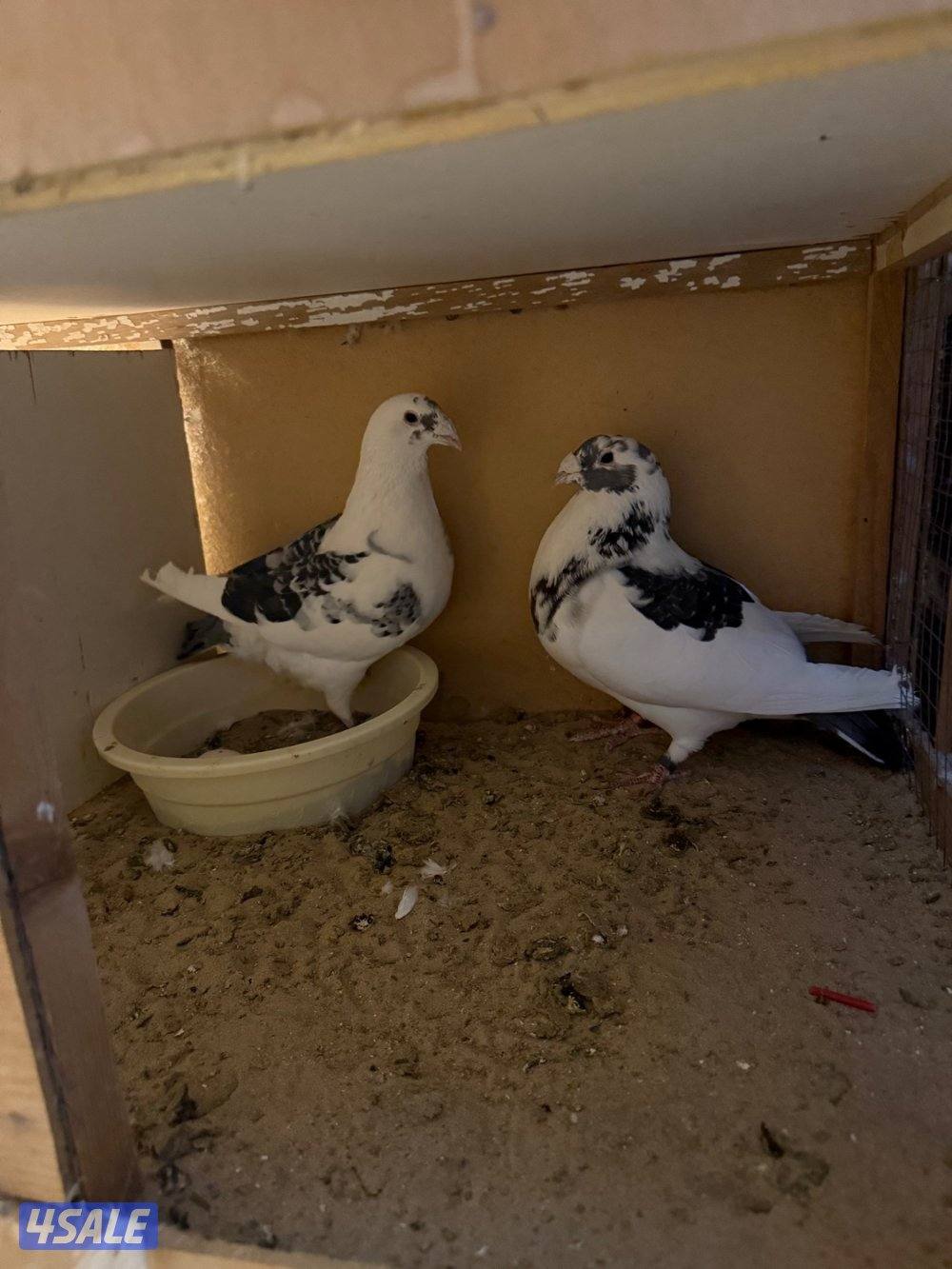 حمام بلجيكي جامبو ازواج العدد ١٢٥6