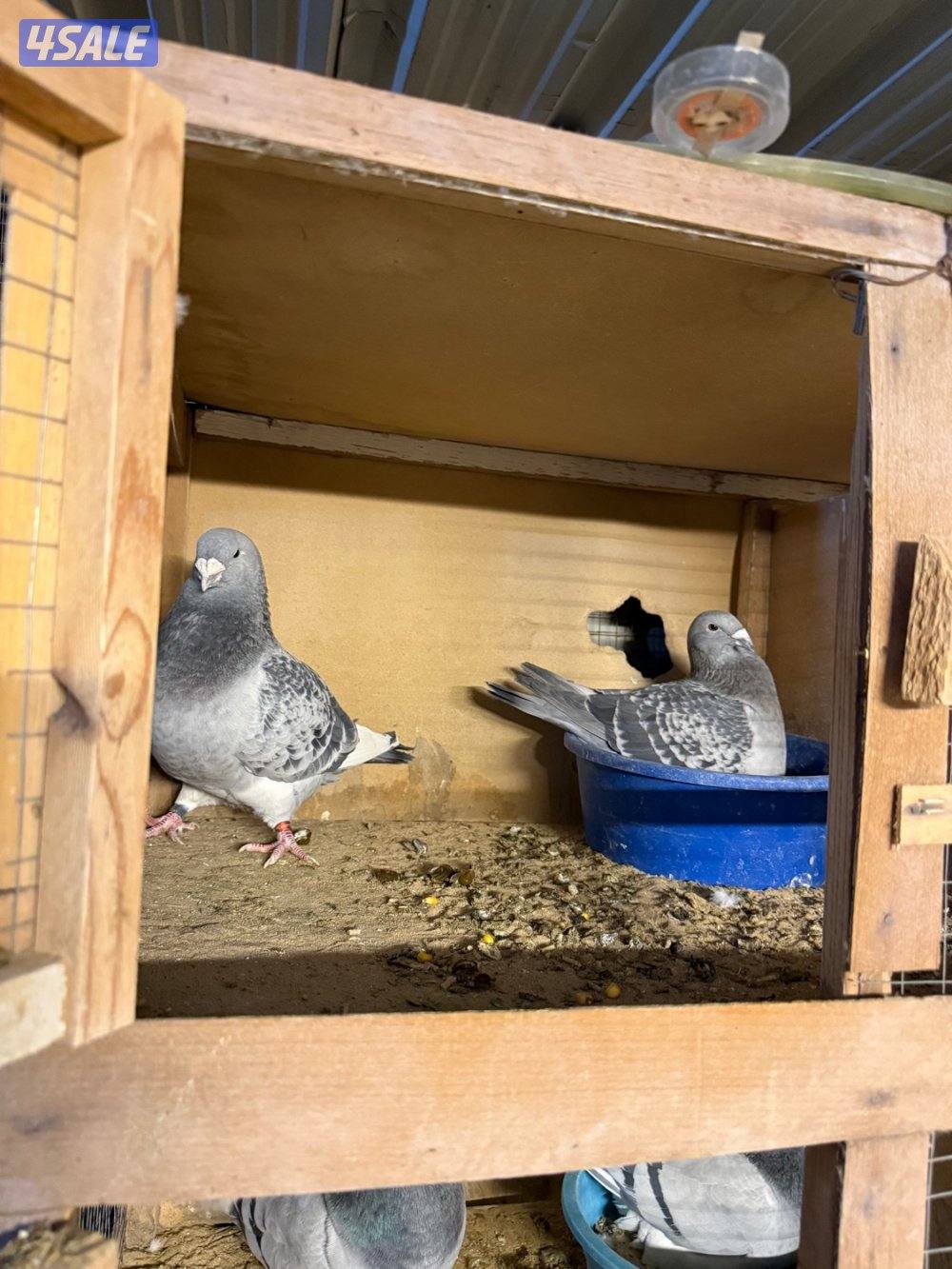 حمام بلجيكي جامبو ازواج العدد ١٢٥7