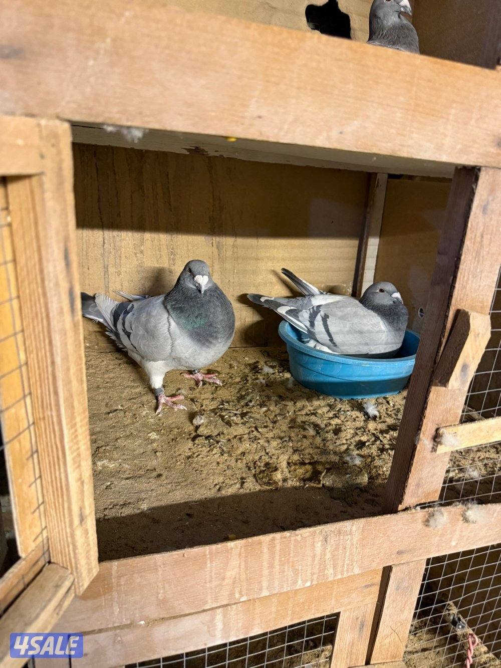 حمام بلجيكي جامبو ازواج العدد ١٢٥8