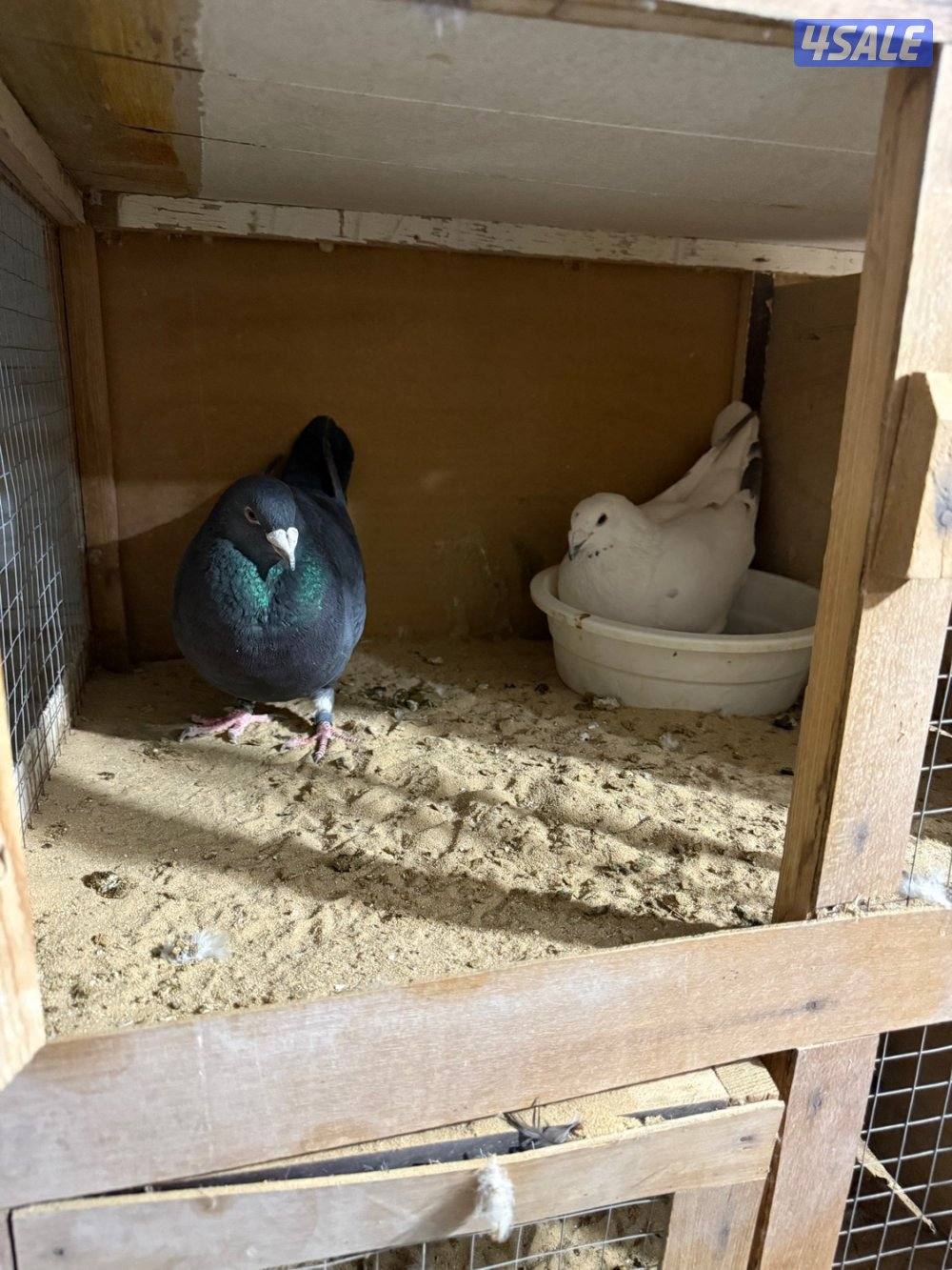 حمام بلجيكي جامبو ازواج العدد ١٢٥9