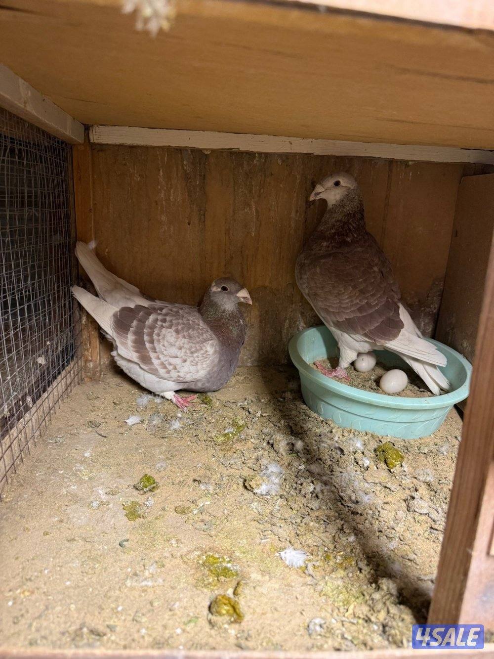 حمام بلجيكي جامبو ازواج العدد ١٢٥10