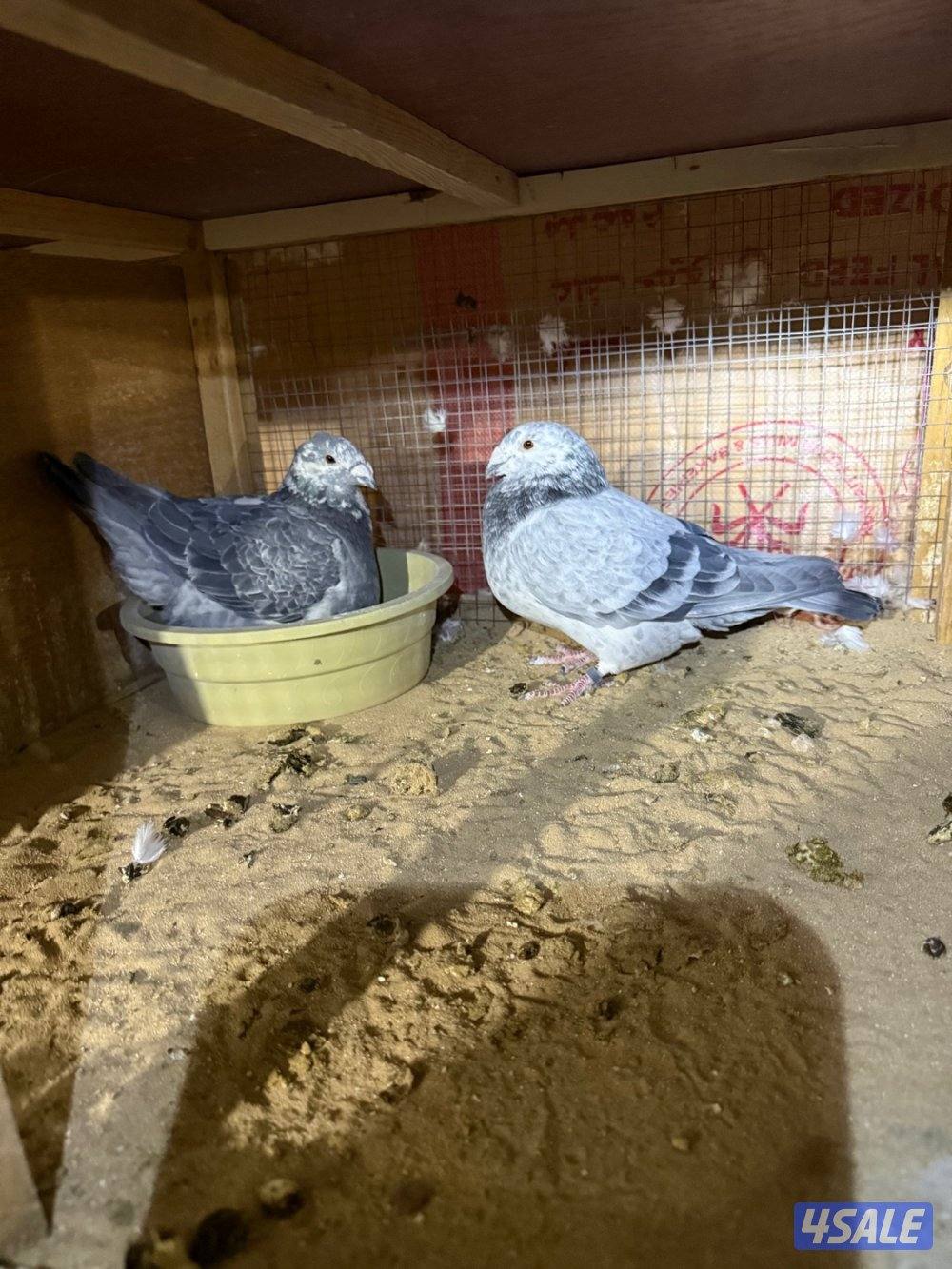 حمام بلجيكي جامبو ازواج العدد ١٢٥12