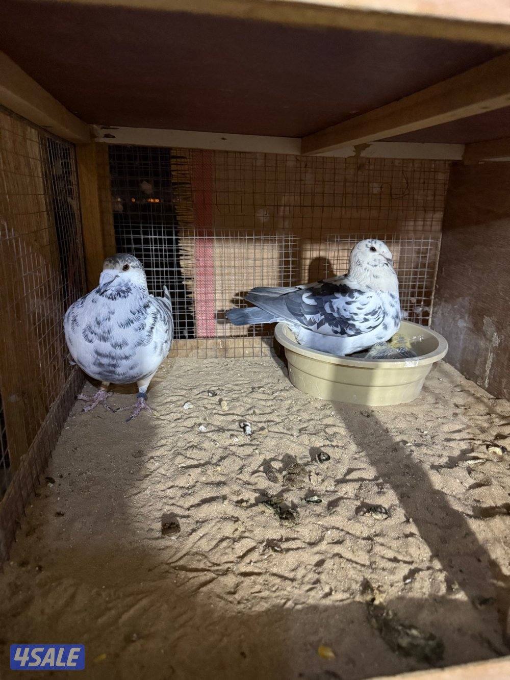 حمام بلجيكي جامبو ازواج العدد ١٢٥13