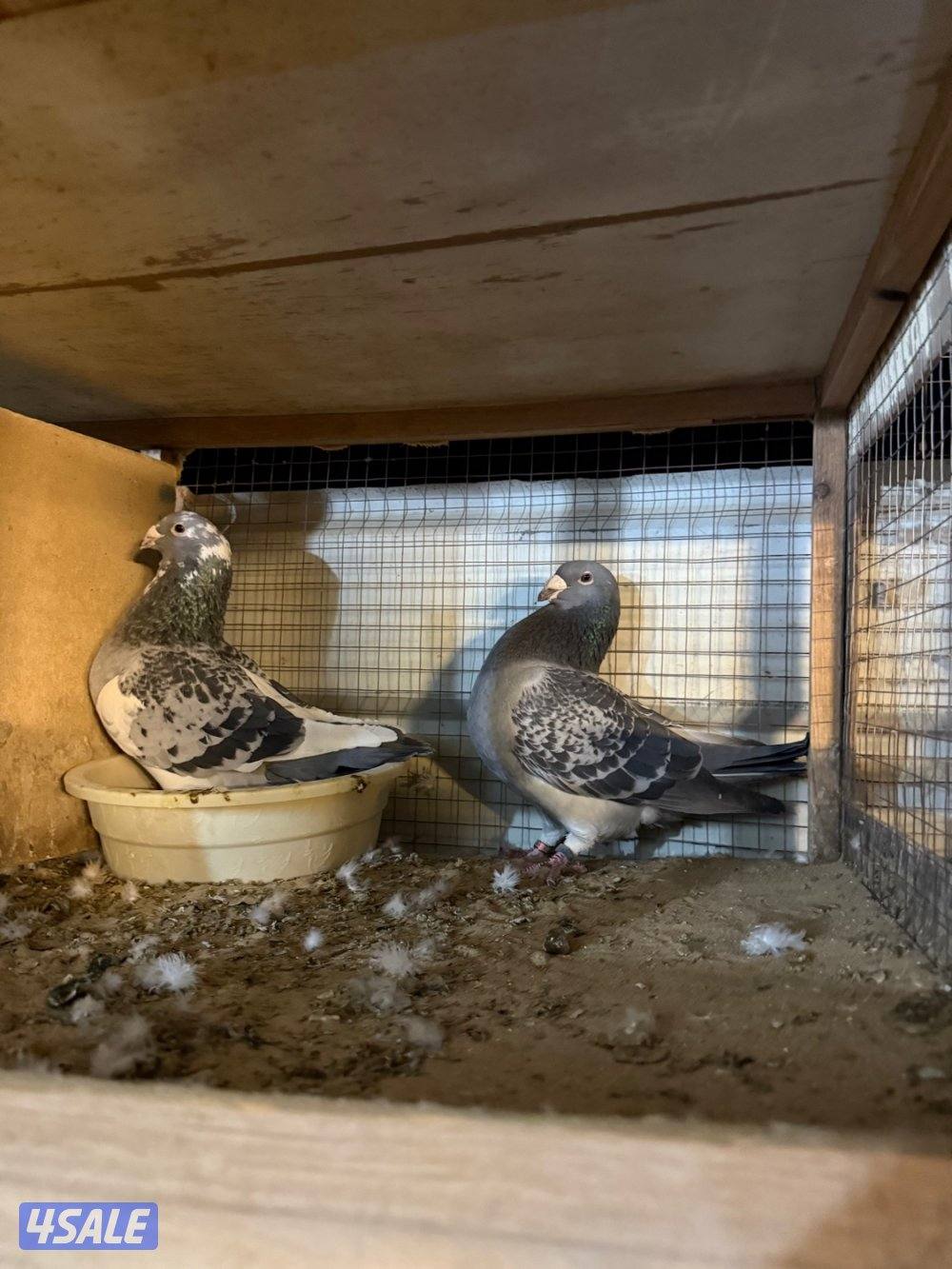 حمام بلجيكي جامبو ازواج العدد ١٢٥14