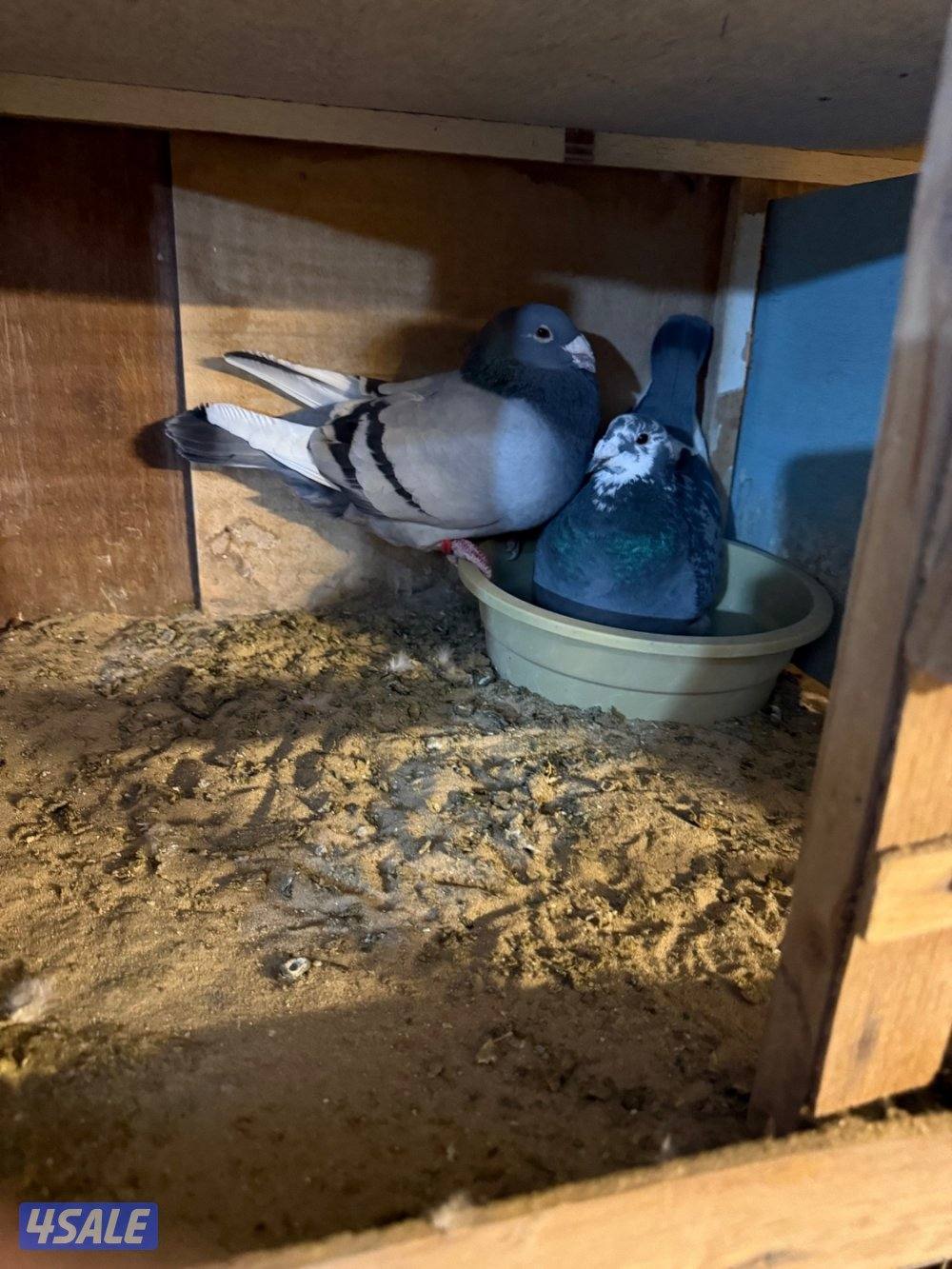 حمام بلجيكي جامبو ازواج العدد ١٢٥15