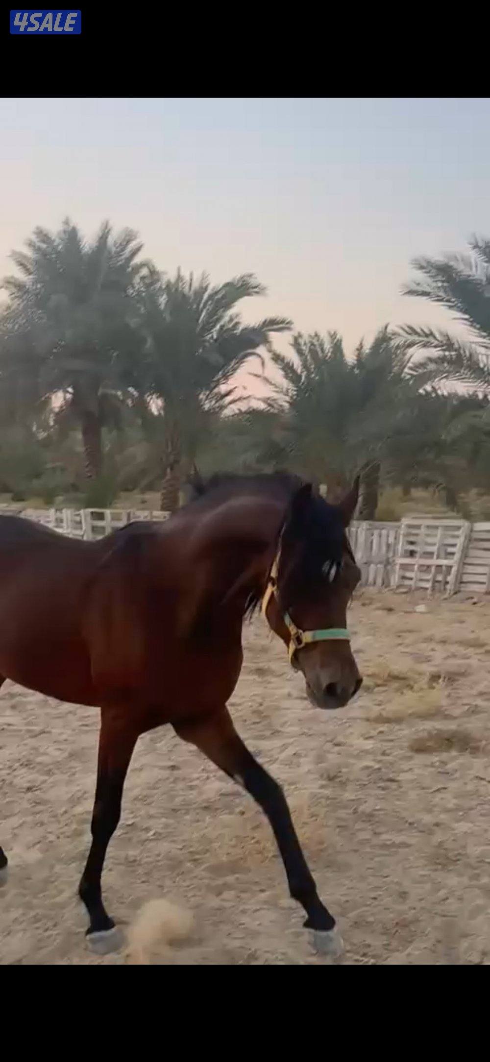 للبيع حصات بوليش من غير اوراق0