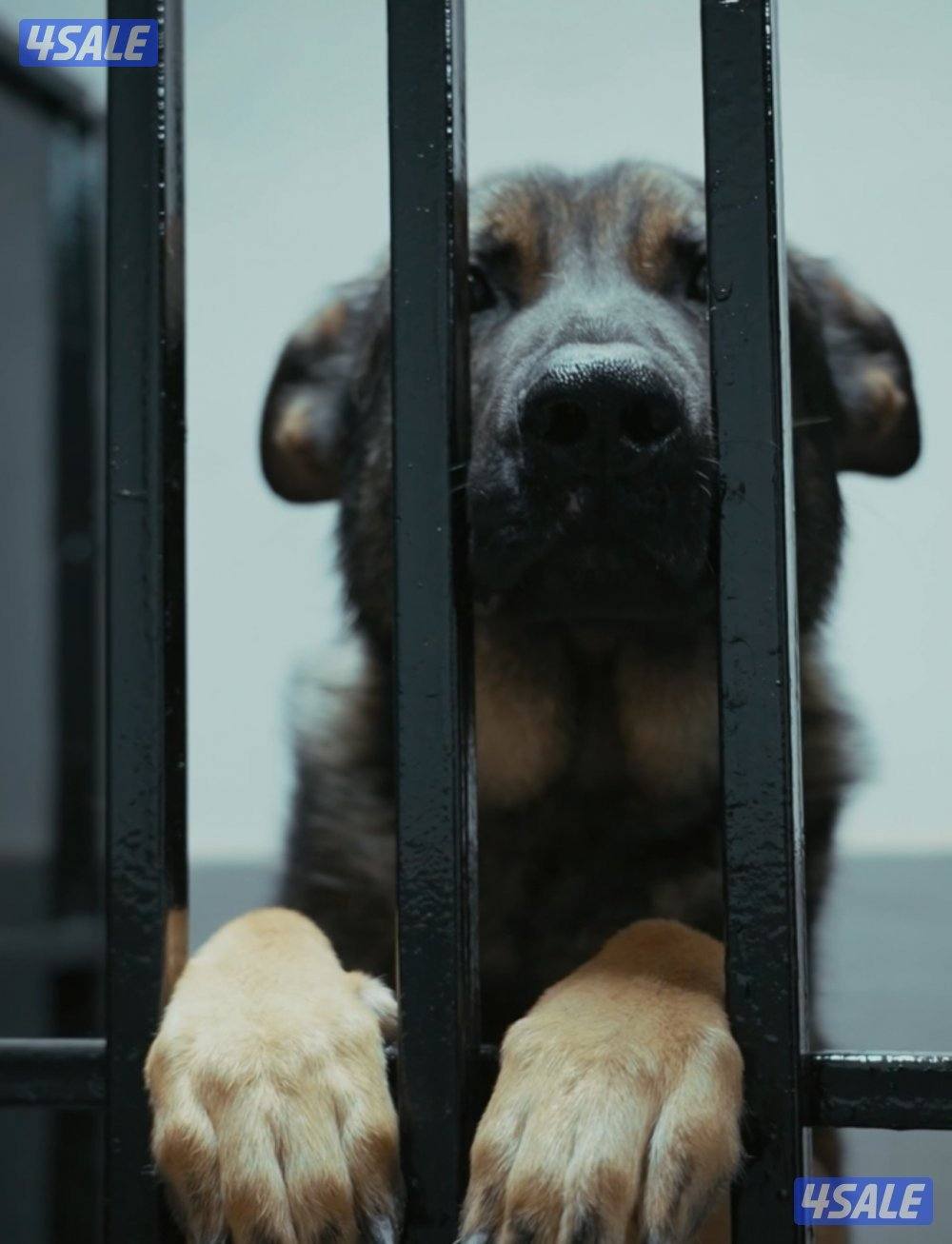 Dog Boarding فندقه كلاب🐶1