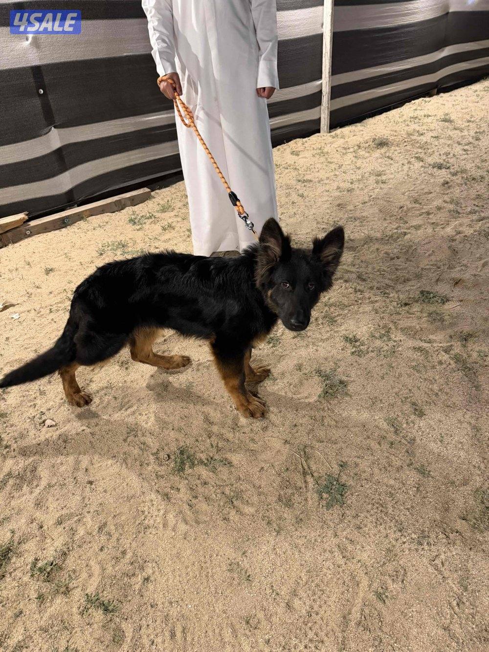 جرو جيرمن شيبرد ( SHOWLINE )0