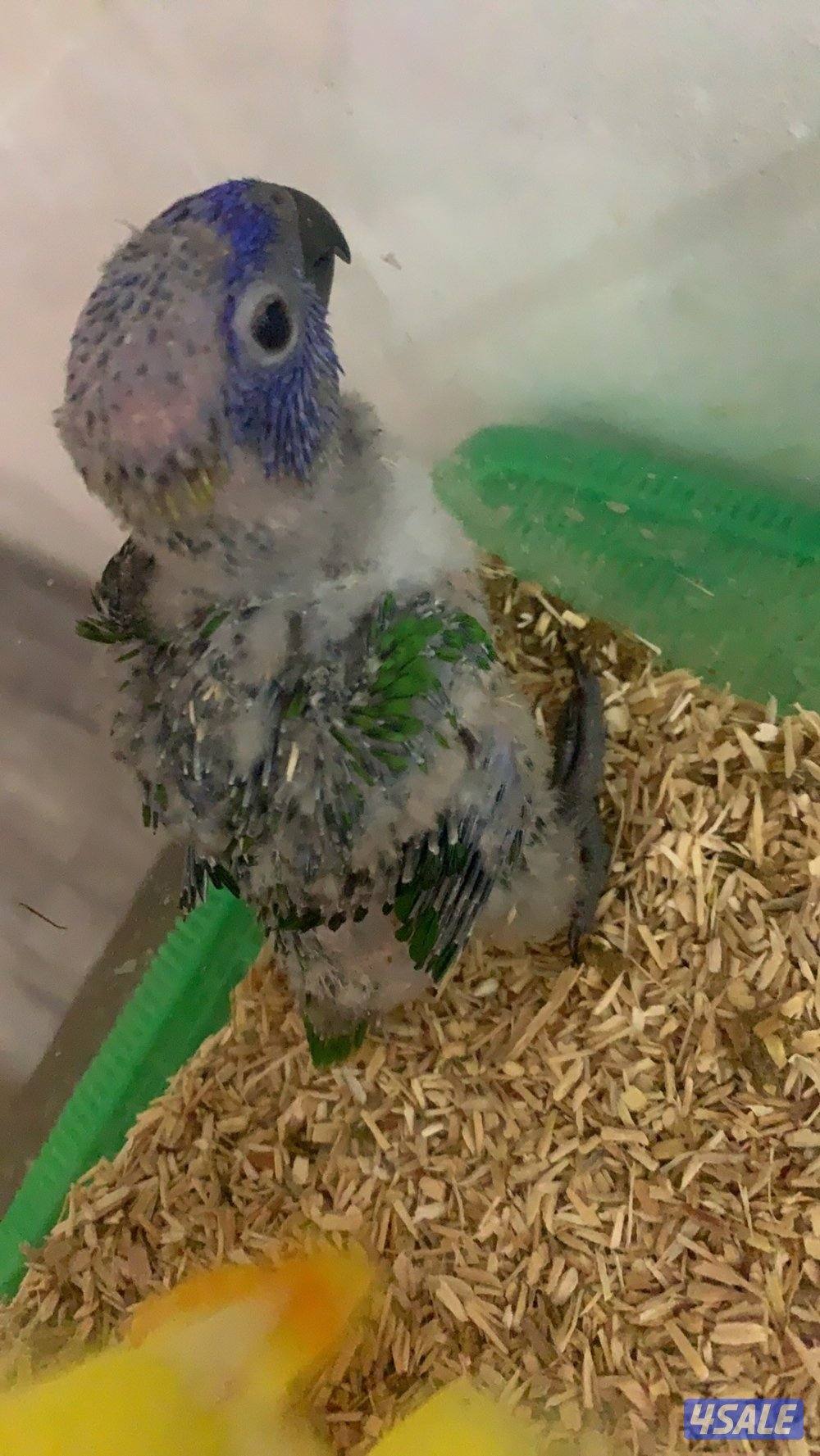 متوفر فروخ لوري شامل الاغراض0