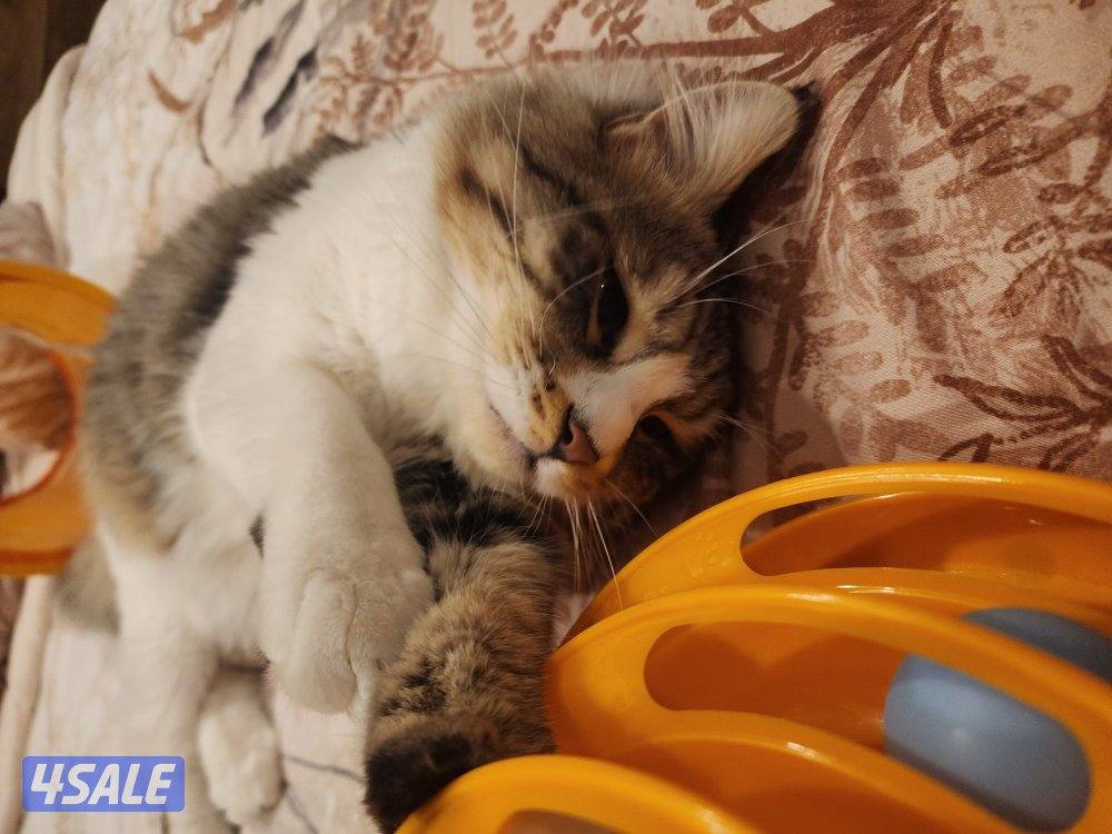 Maincoon 2-3 years old0