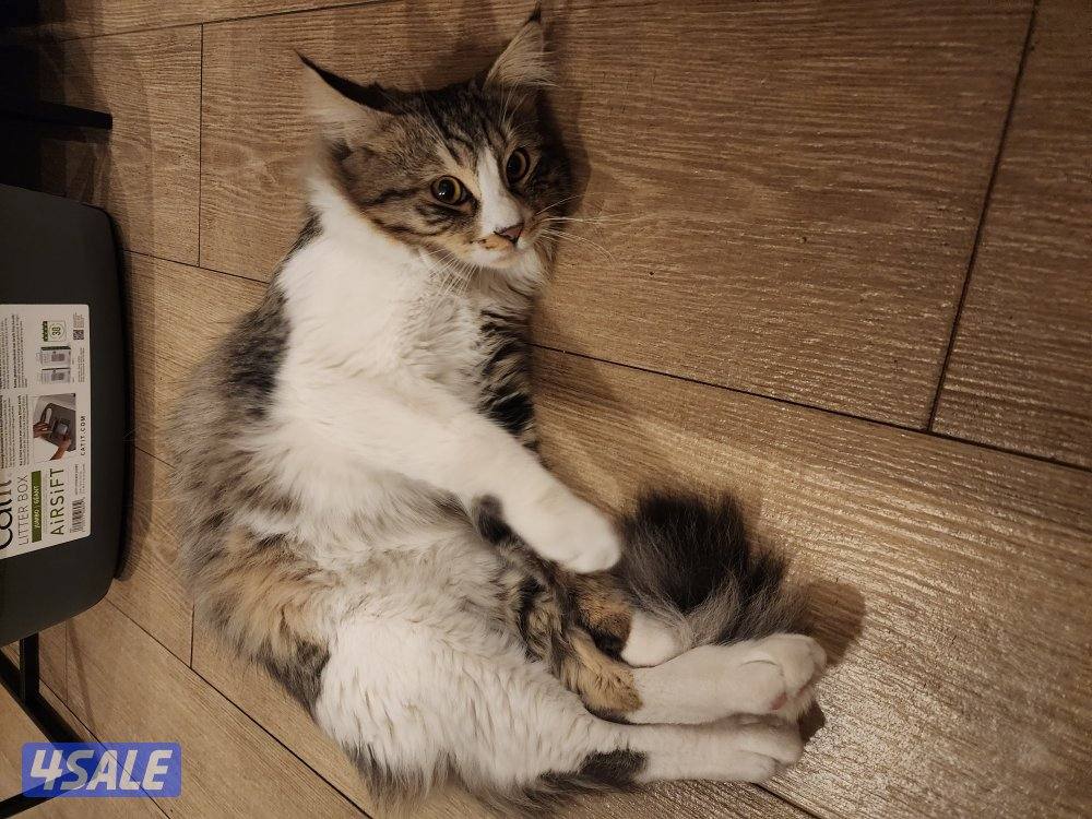 Maincoon 2-3 years old3