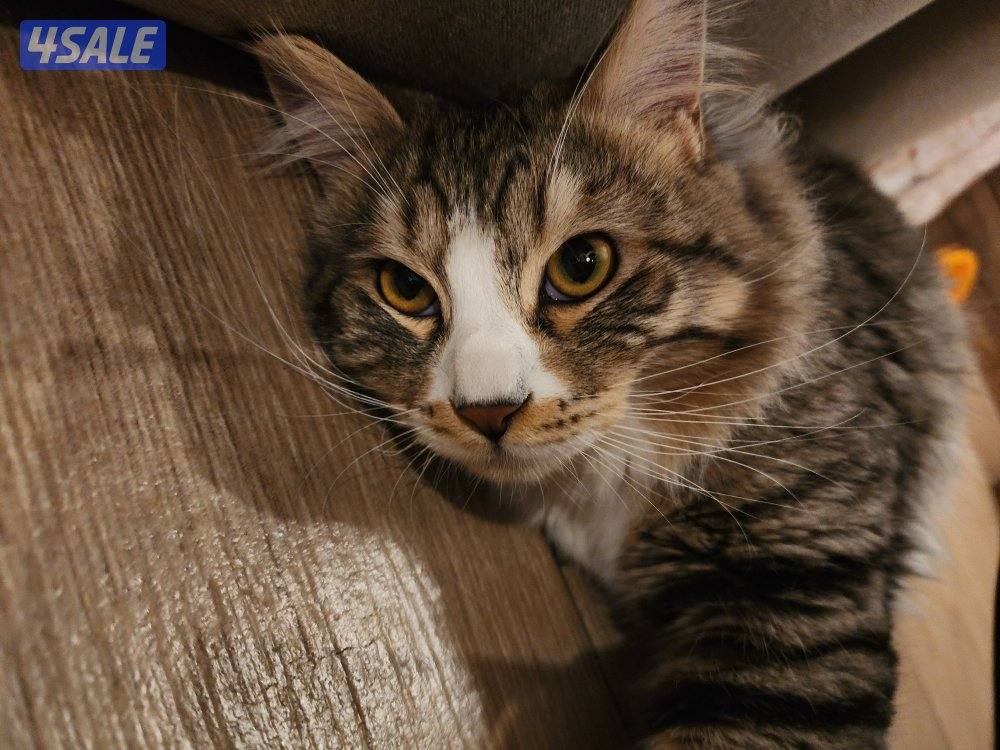 Maincoon 2-3 years old2