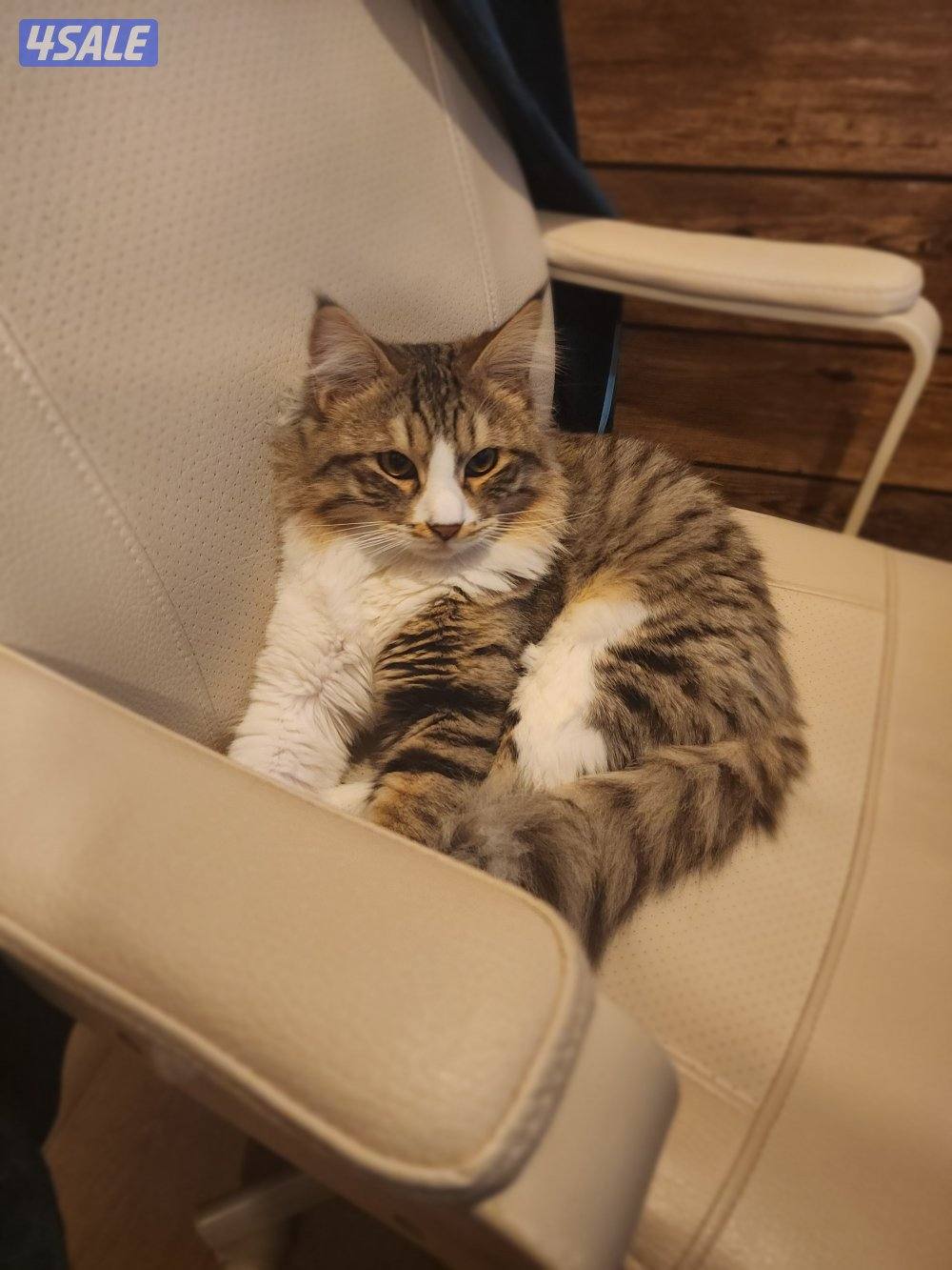 Maincoon 2-3 years old4