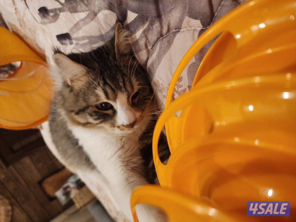 Maincoon 2-3 years old5