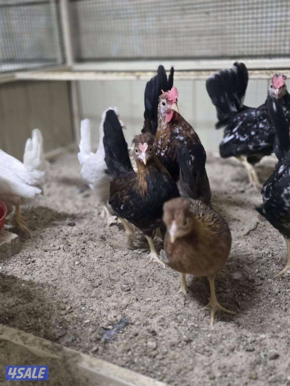 للبيع فروخ امروك جامبو + فيومي المنيوم + عربي قديم1