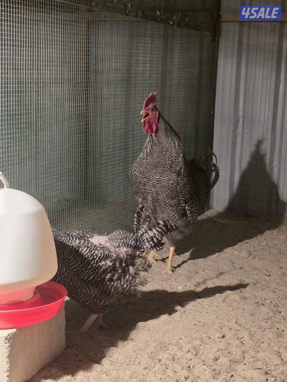 للبيع فروخ امروك جامبو + فيومي المنيوم + عربي قديم0