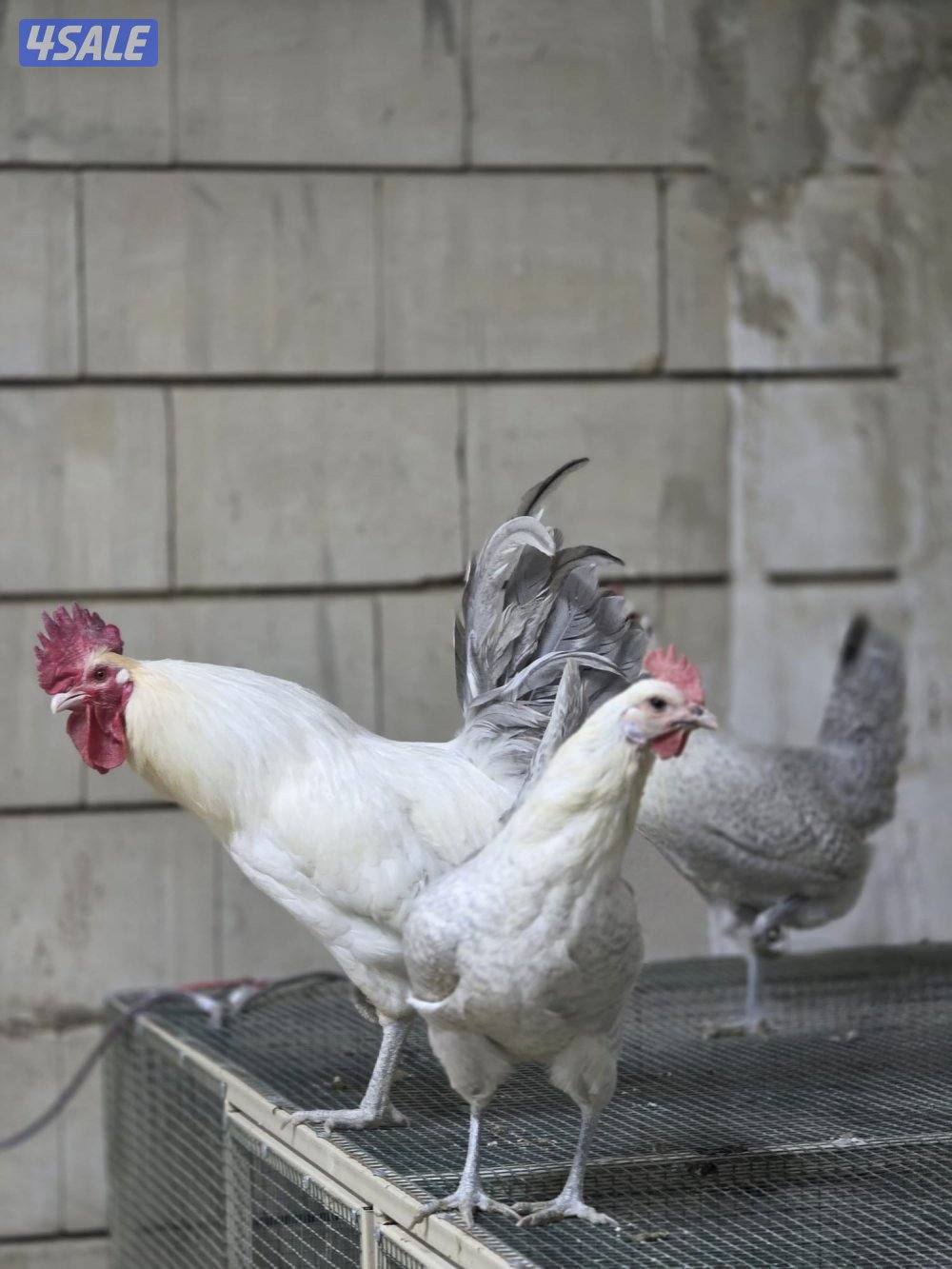 للبيع فروخ امروك جامبو + فيومي المنيوم + عربي قديم2