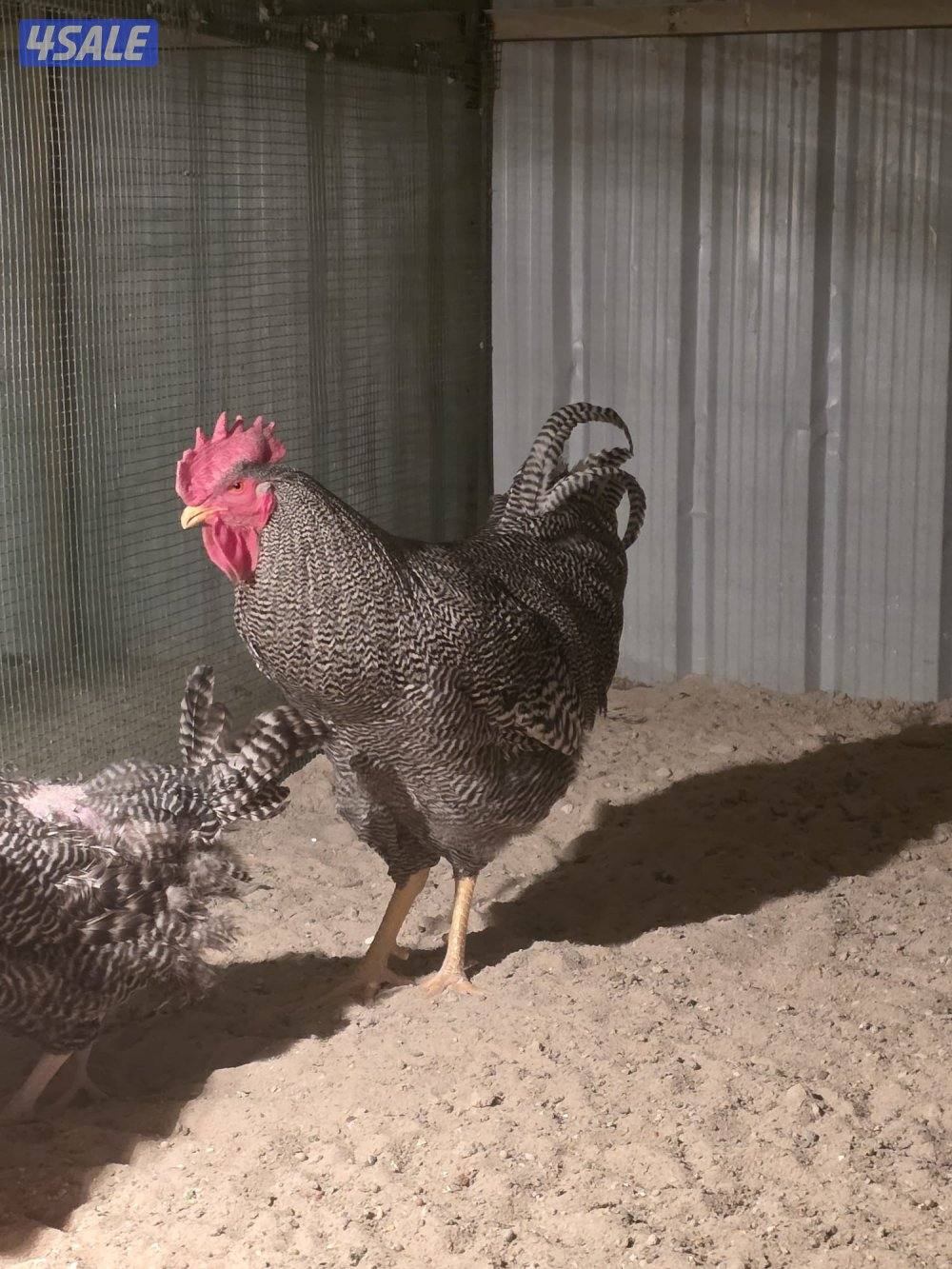 للبيع فروخ امروك جامبو + فيومي المنيوم + عربي قديم3