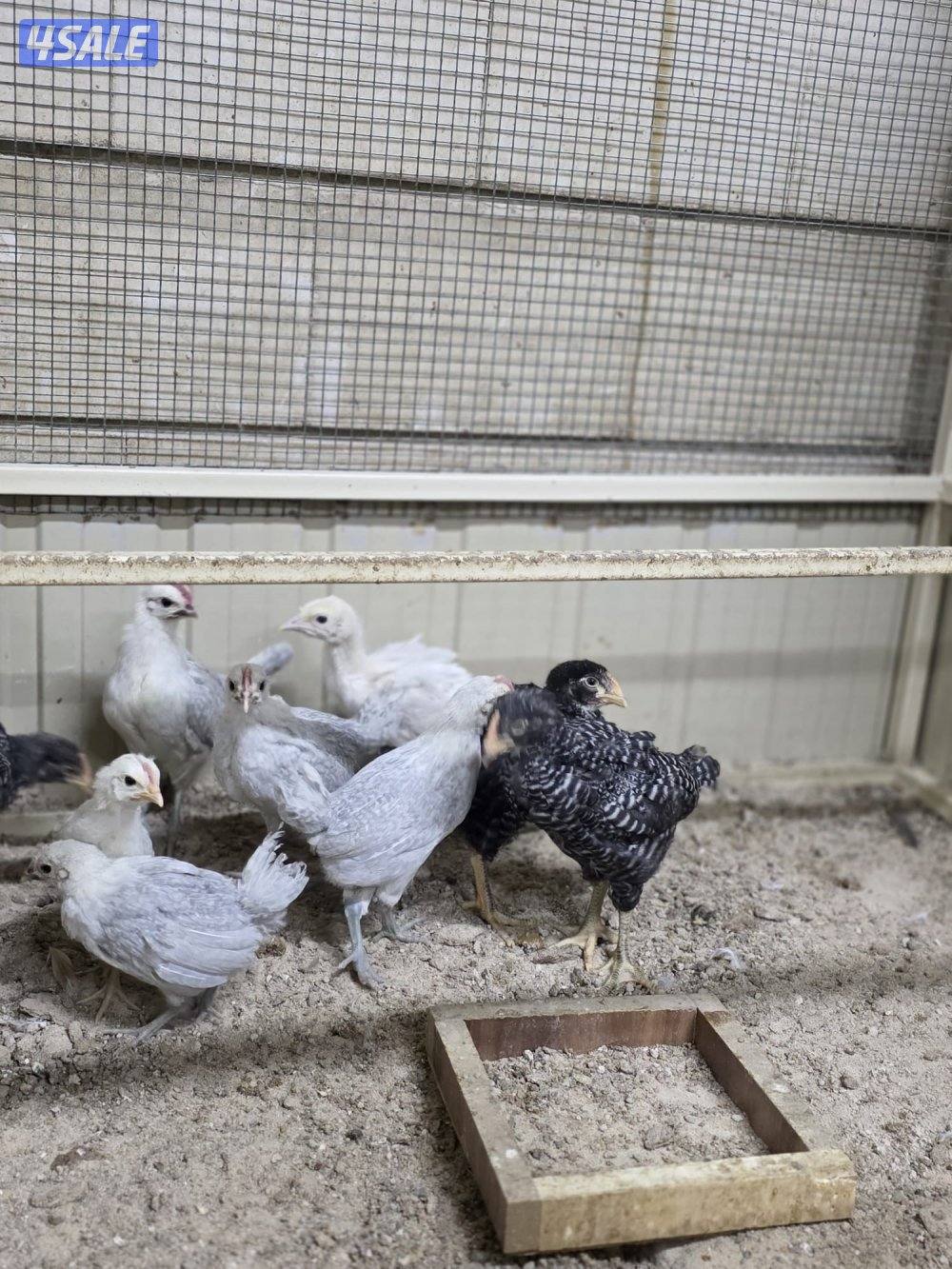 للبيع فروخ امروك جامبو + فيومي المنيوم + عربي قديم4