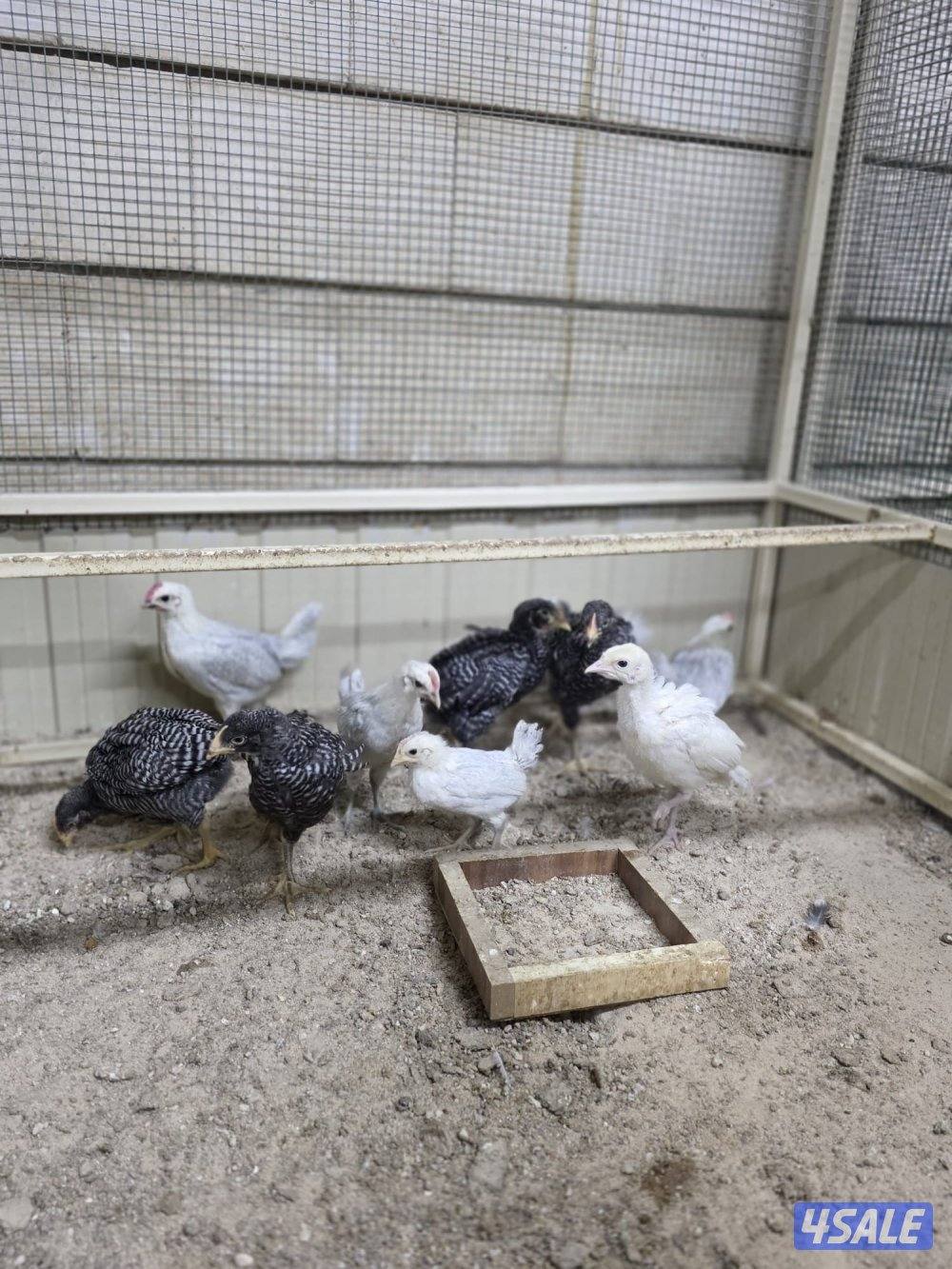 للبيع فروخ امروك جامبو + فيومي المنيوم + عربي قديم5