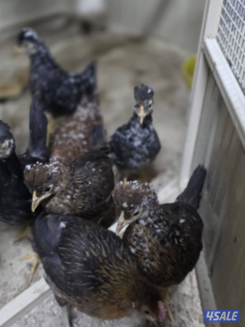 للبيع فروخ امروك جامبو + فيومي المنيوم + عربي قديم6